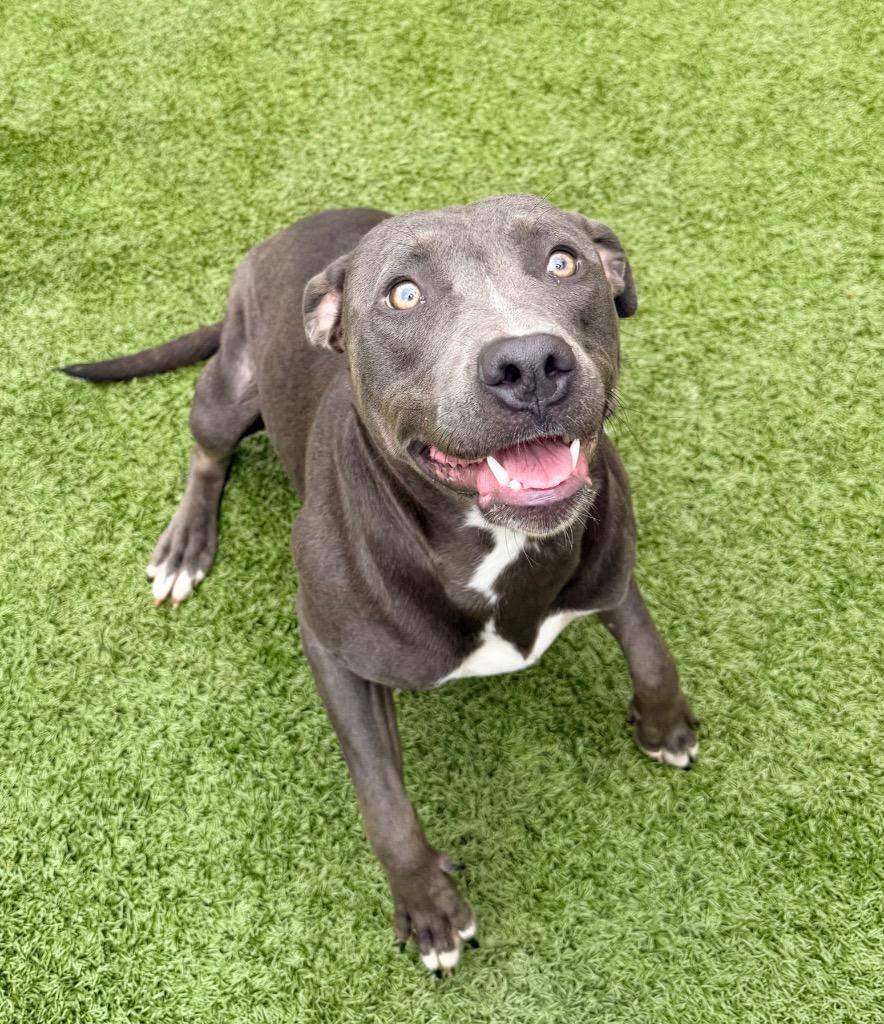Enlarge Acasha, a Adoptable Pit Bull Terrier in Newcastle, OK image 1/2