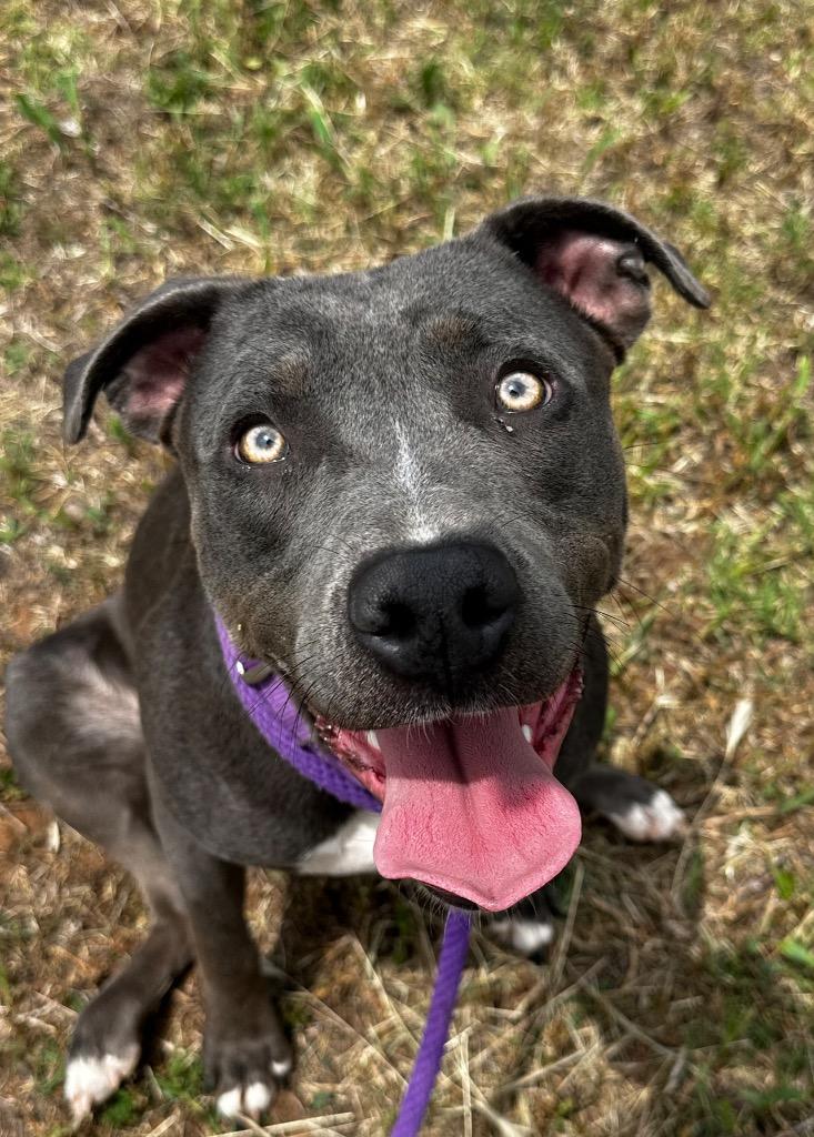 Enlarge Acasha, a Adoptable Pit Bull Terrier in Newcastle, OK image 2/2