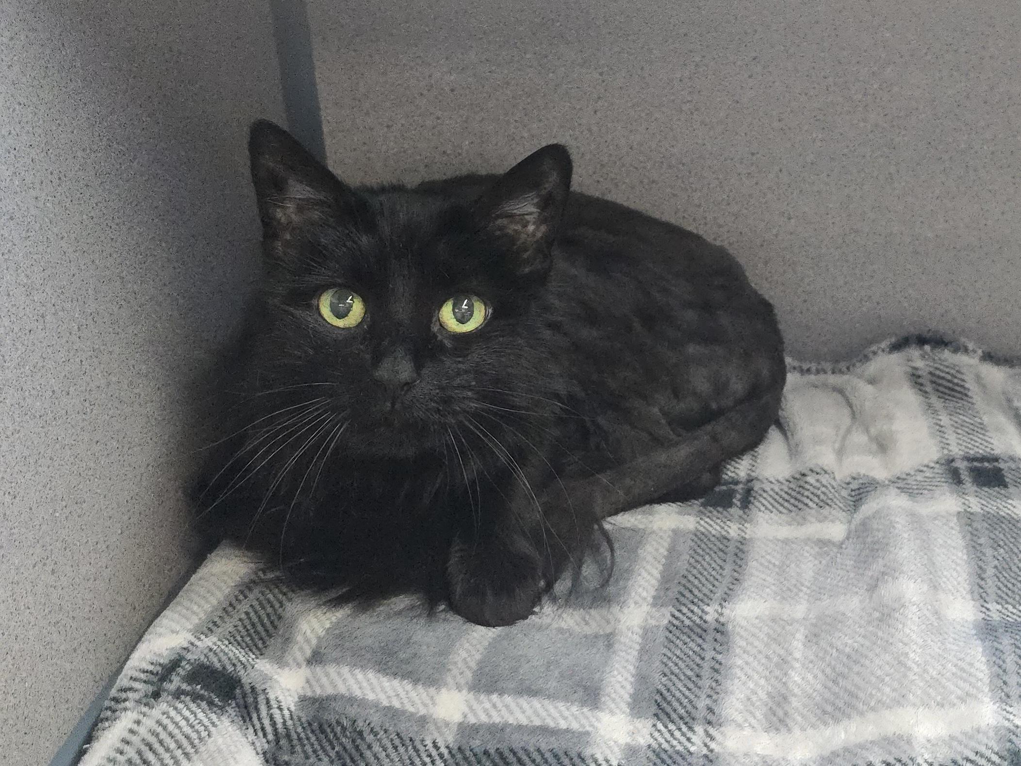 Sunset, an adoptable Domestic Long Hair in Canon City, CO, 81212 | Photo Image 1