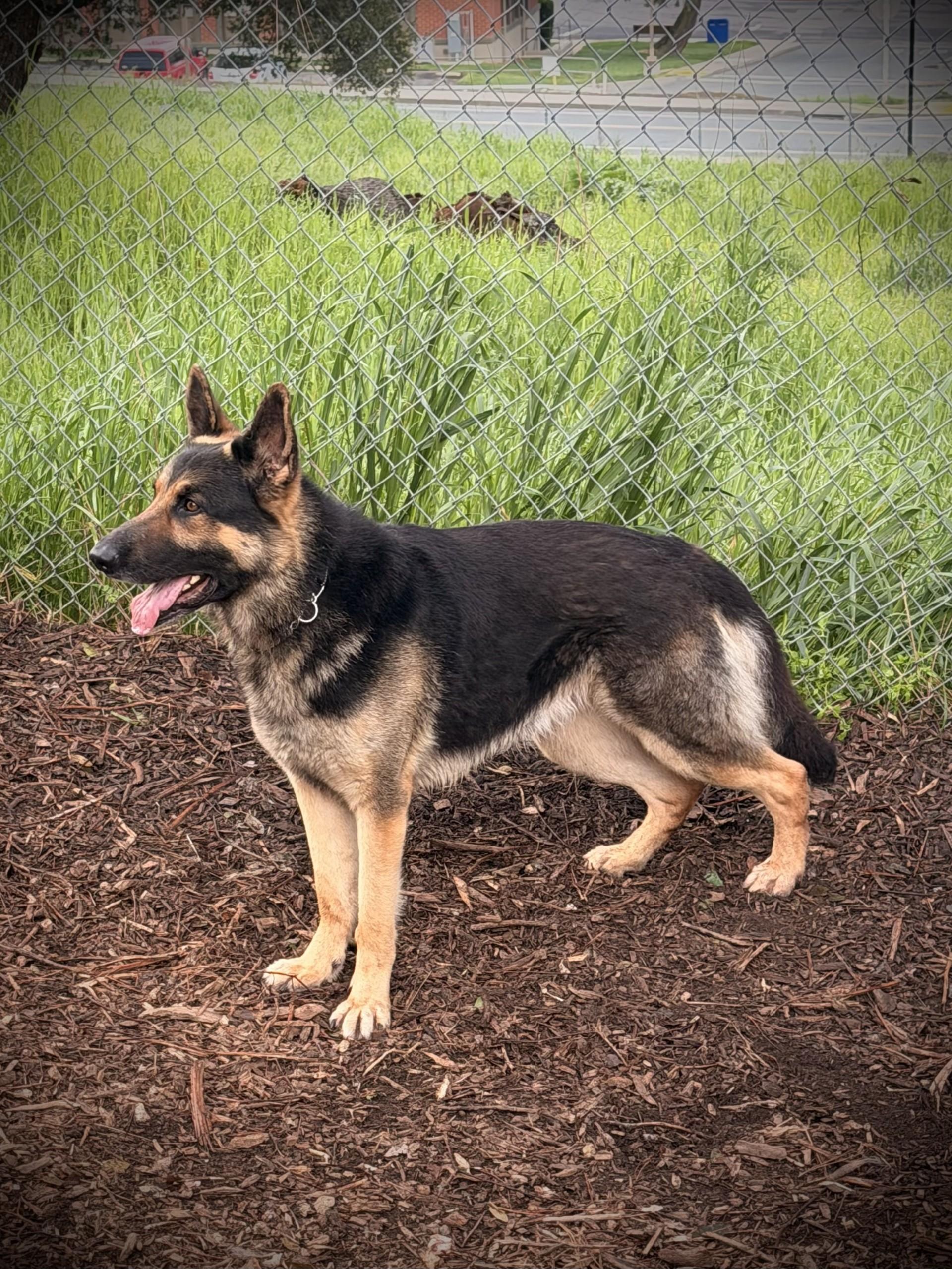 Koda, a ADOPTABLE German Shepherd Dog in San Andreas, CA image 3/3