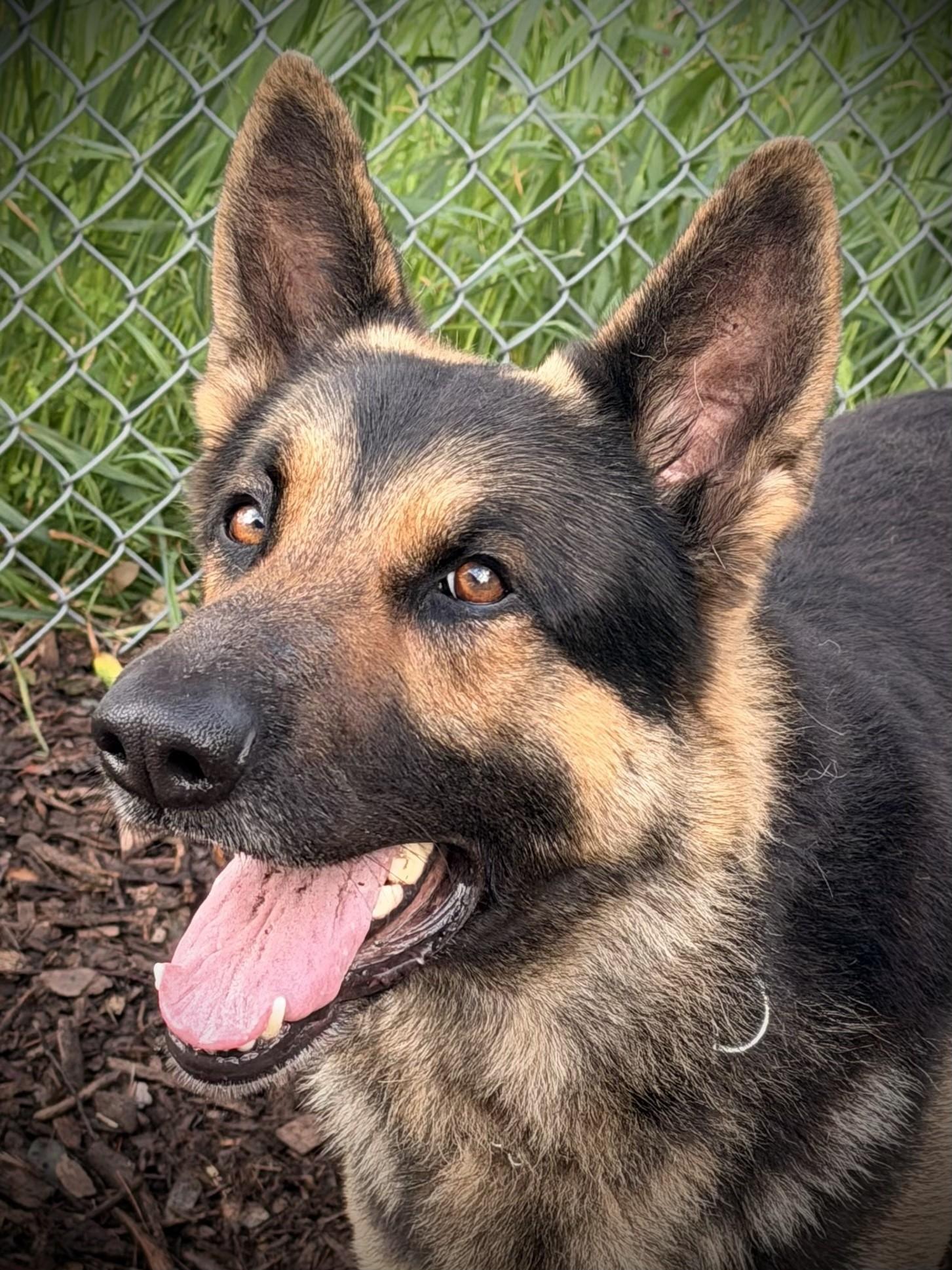 Koda, a ADOPTABLE German Shepherd Dog in San Andreas, CA image 2/3