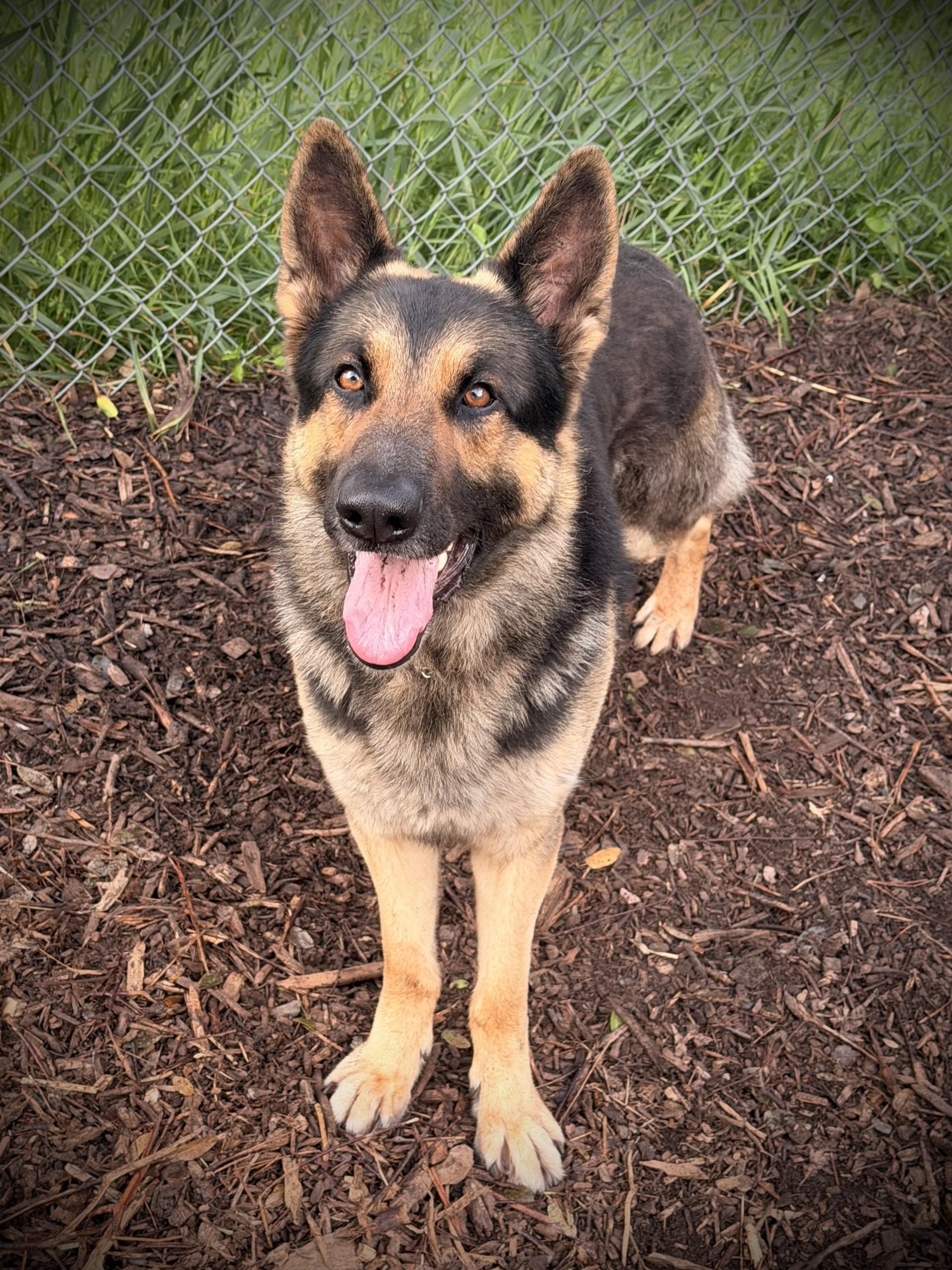 Koda, a ADOPTABLE German Shepherd Dog in San Andreas, CA image 1/3