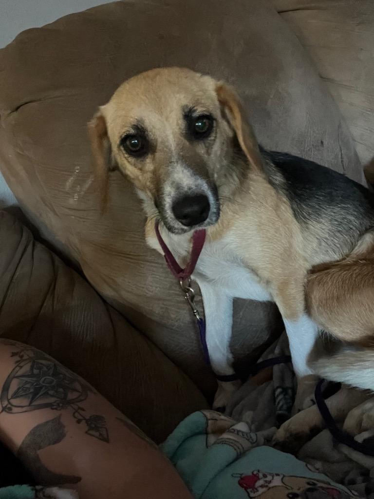 Lacey, Adoptable, Young Female Beagle & Mixed Breed.