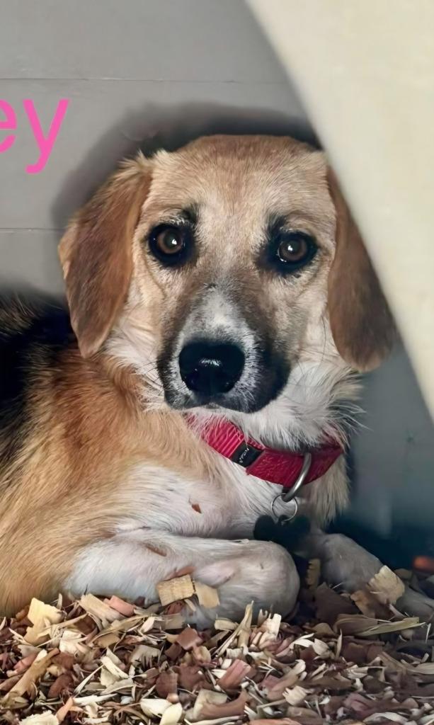 Lacey, a Adoptable mixed breed in Indianola, IA image 2/2