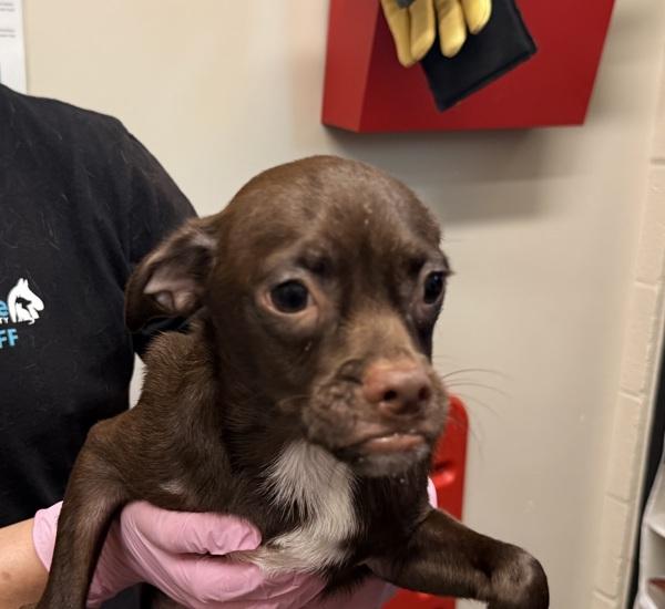 Hubba Bubba, Adoptable, Puppy Male Chihuahua & Pug.