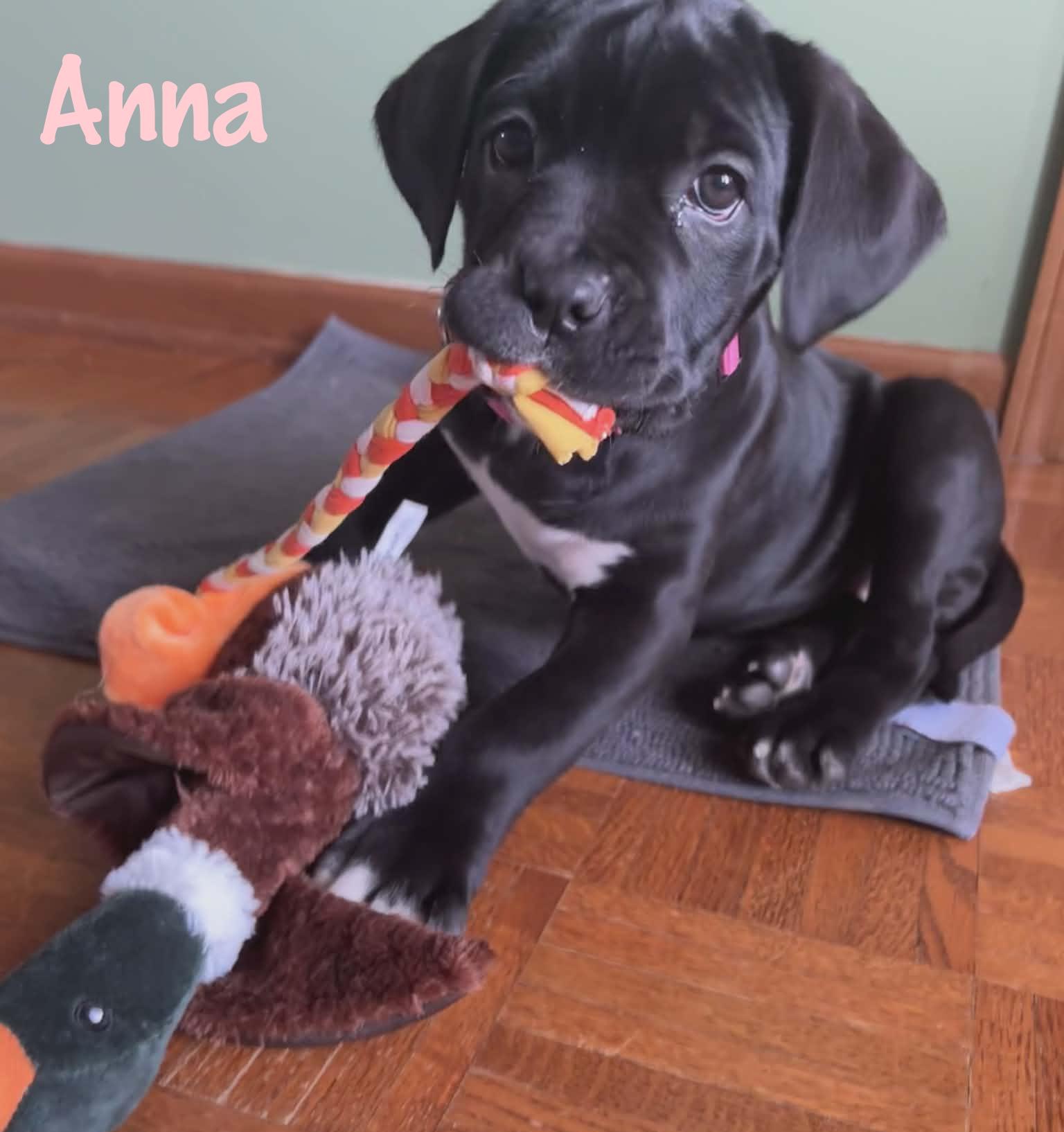 Enlarge Anna, an adopted mixed breed in Elburn, IL image 5/6