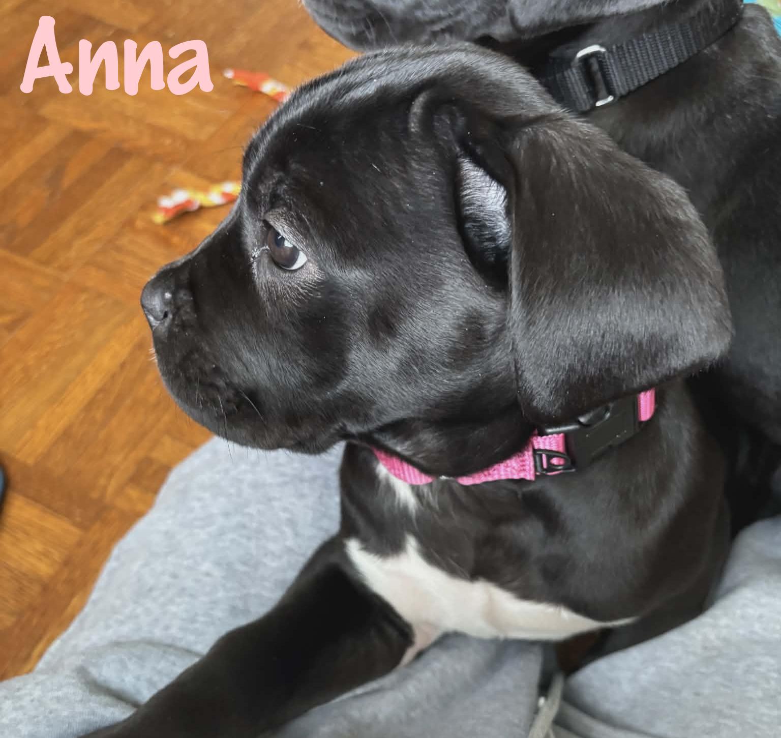 Enlarge Anna, an adopted mixed breed in Elburn, IL image 6/6
