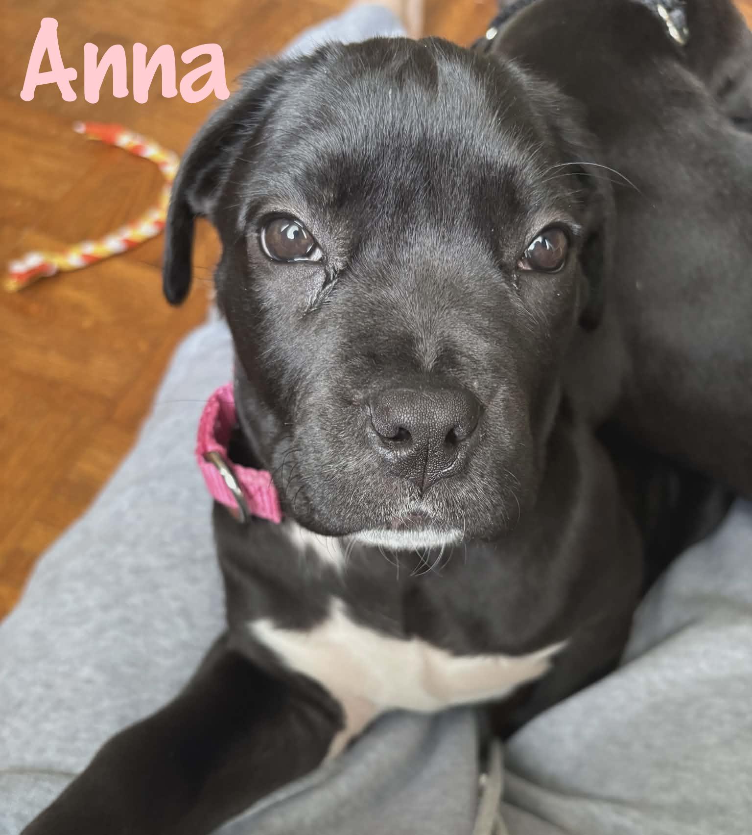 Enlarge Anna, an adopted mixed breed in Elburn, IL image 2/6