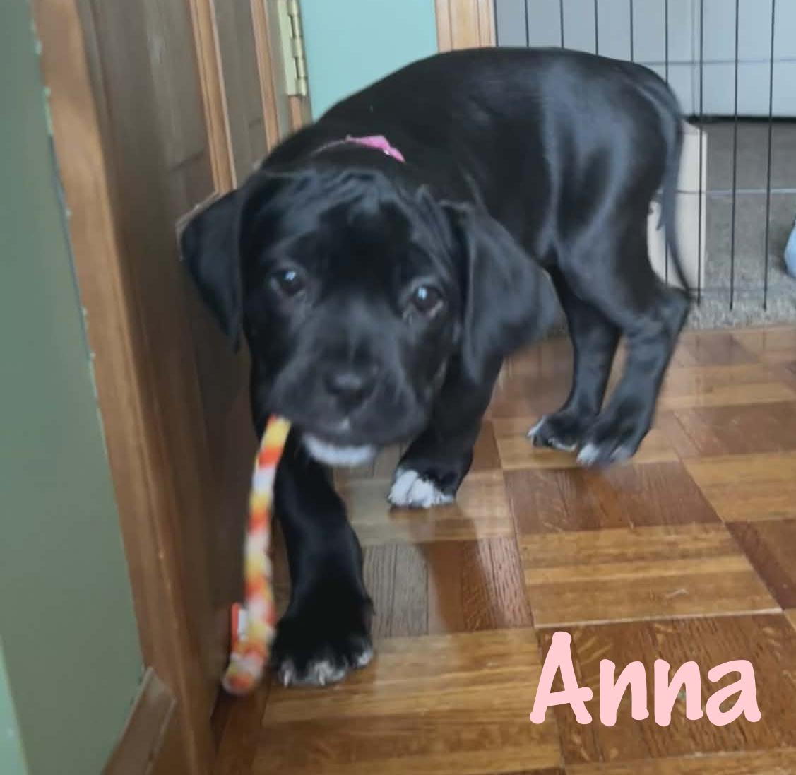 Enlarge Anna, an adopted mixed breed in Elburn, IL image 4/6