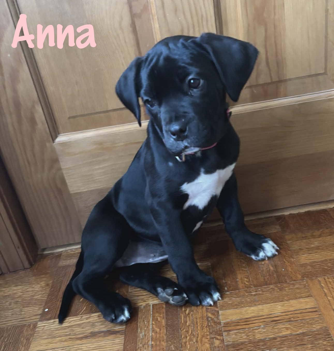 Enlarge Anna, an adopted mixed breed in Elburn, IL image 1/6