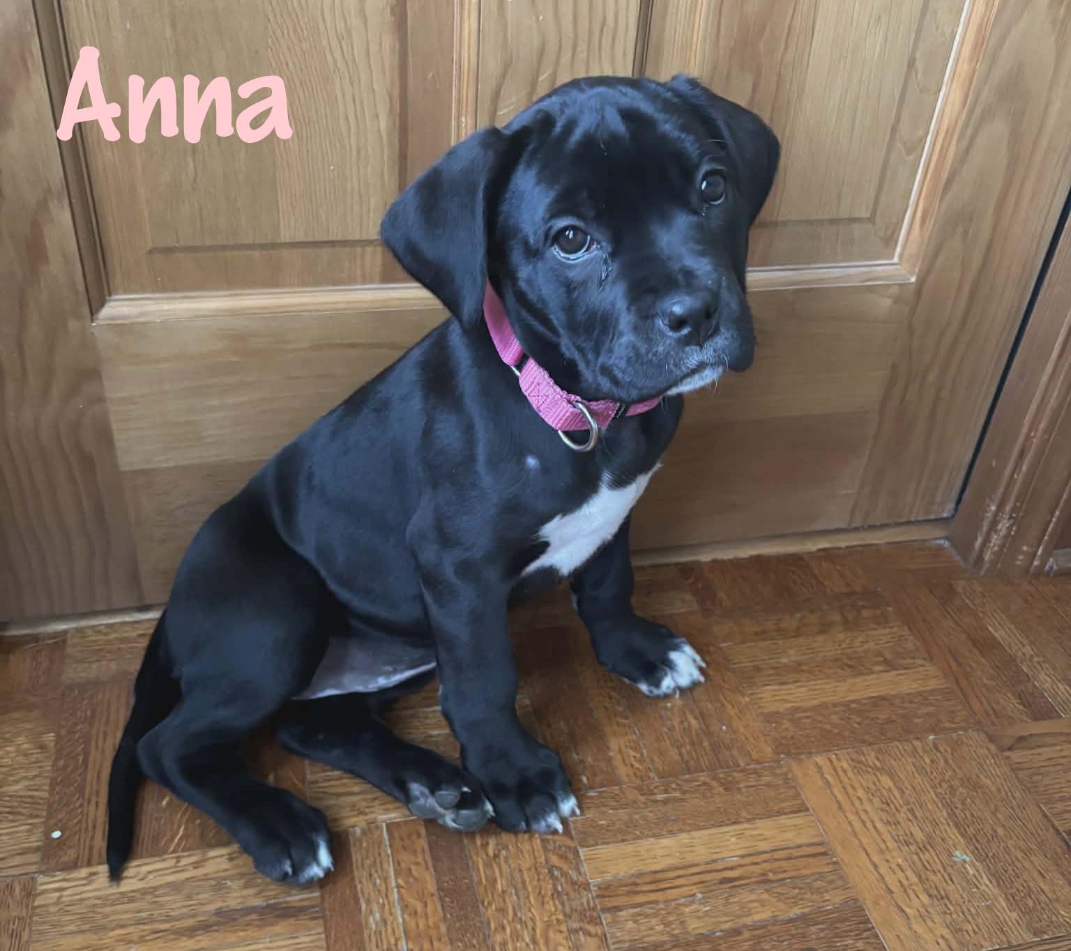 Enlarge Anna, an adopted mixed breed in Elburn, IL image 3/6