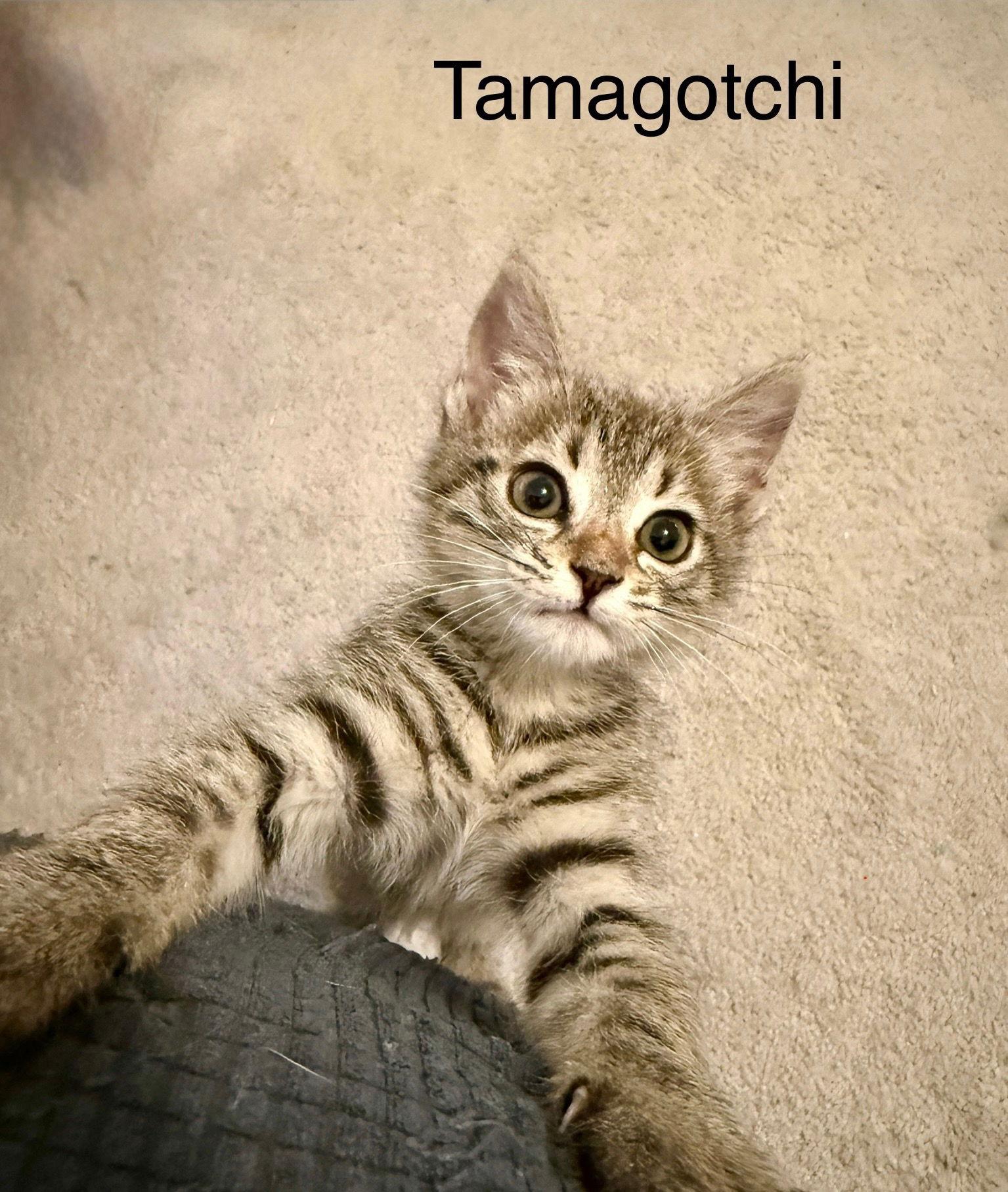 Tamagotchi, Adopted, Young Female Tabby & Domestic Short Hair.