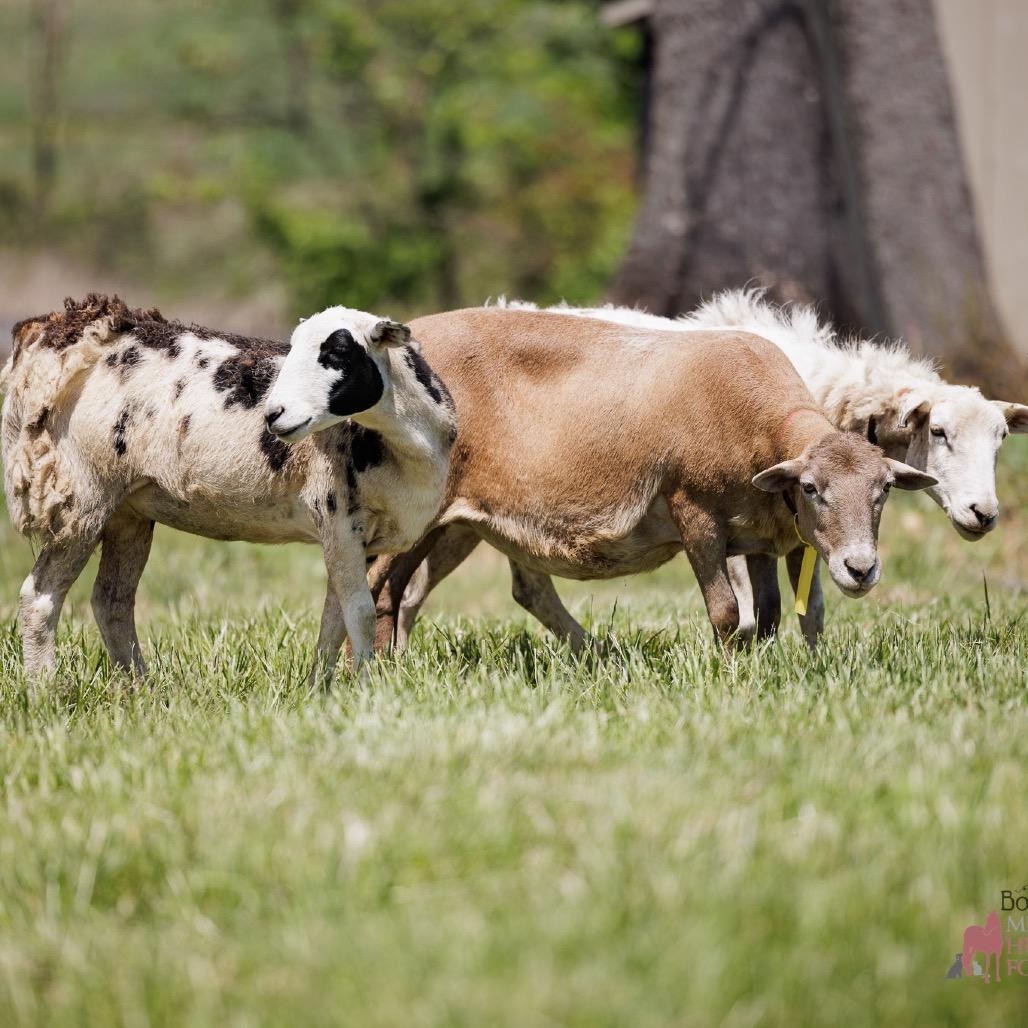 Fleecia, Adoptable, Young Female Sheep.