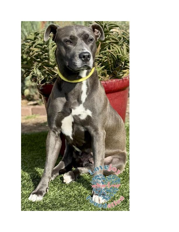 Enlarge Venus COH, a ADOPTABLE mixed breed in Inglewood, CA image 1/1
