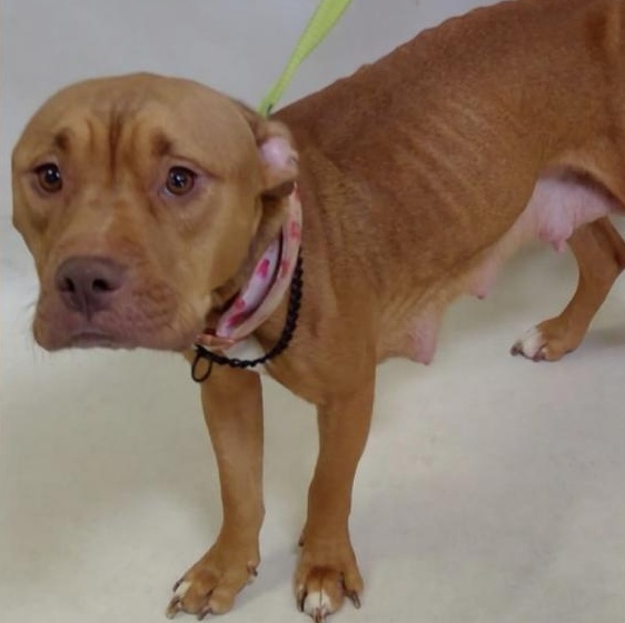 Honey, Adoptable, Adult Female Pit Bull Terrier.