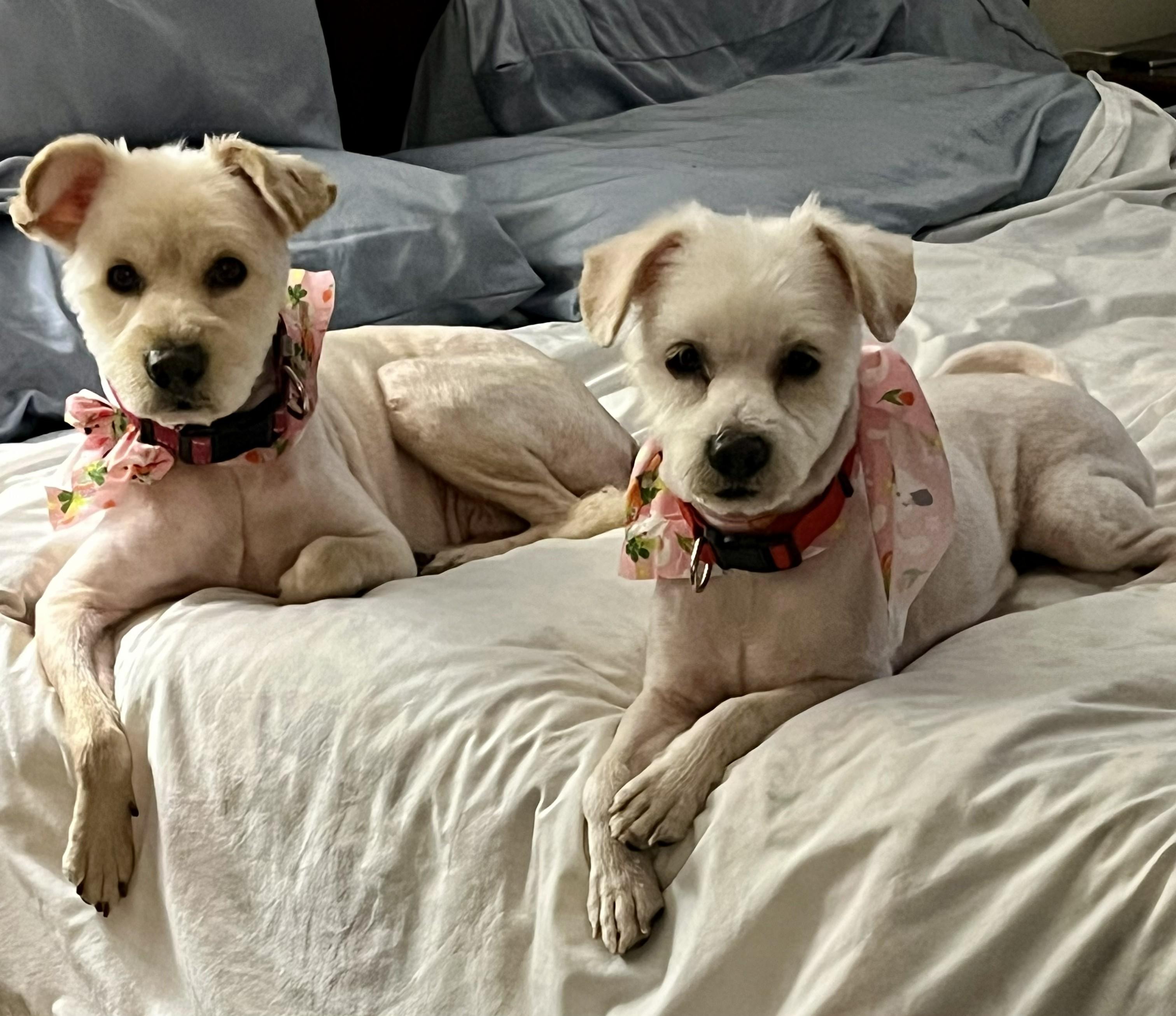 Enlarge Lucy & Molly – a Love Story That Comes as a Pair, a ADOPTABLE mixed breed in Plano, TX image 4/5
