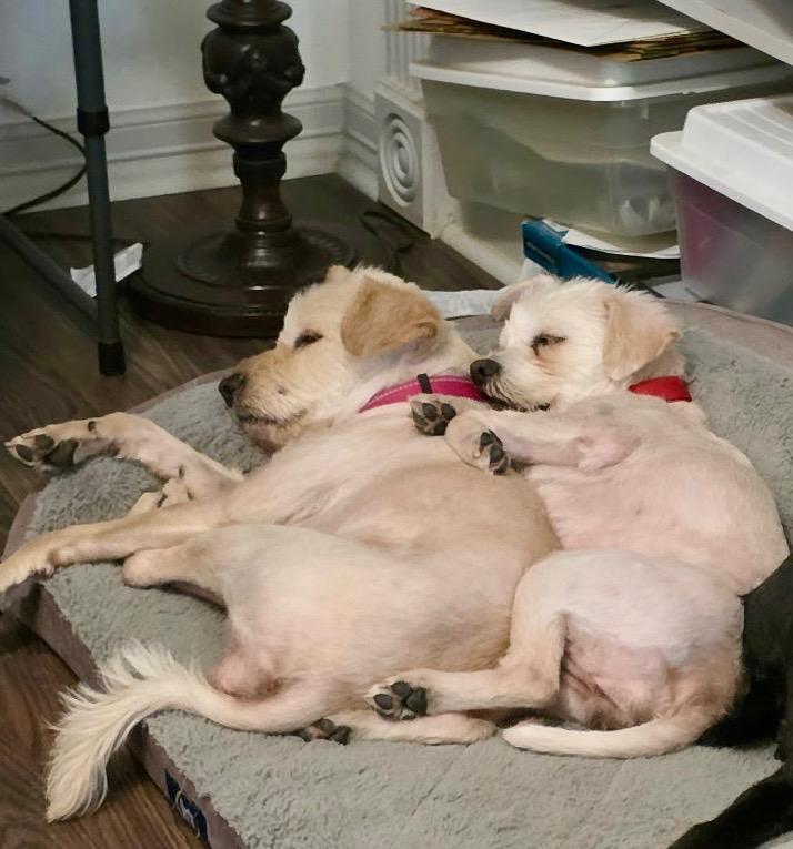 Enlarge Lucy & Molly – a Love Story That Comes as a Pair, a ADOPTABLE mixed breed in Plano, TX image 5/5