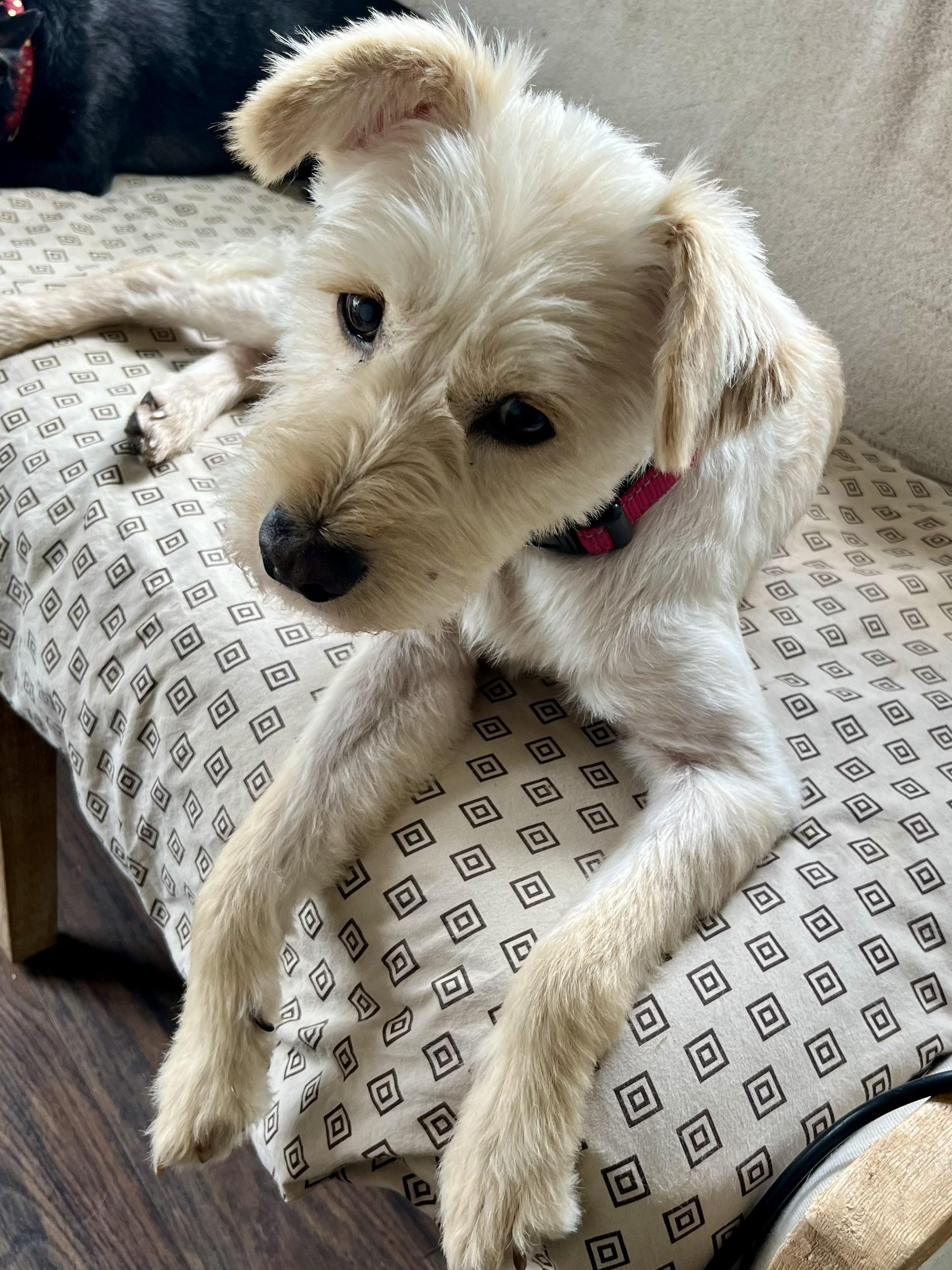 Enlarge Lucy & Molly – a Love Story That Comes as a Pair, a ADOPTABLE mixed breed in Plano, TX image 3/5