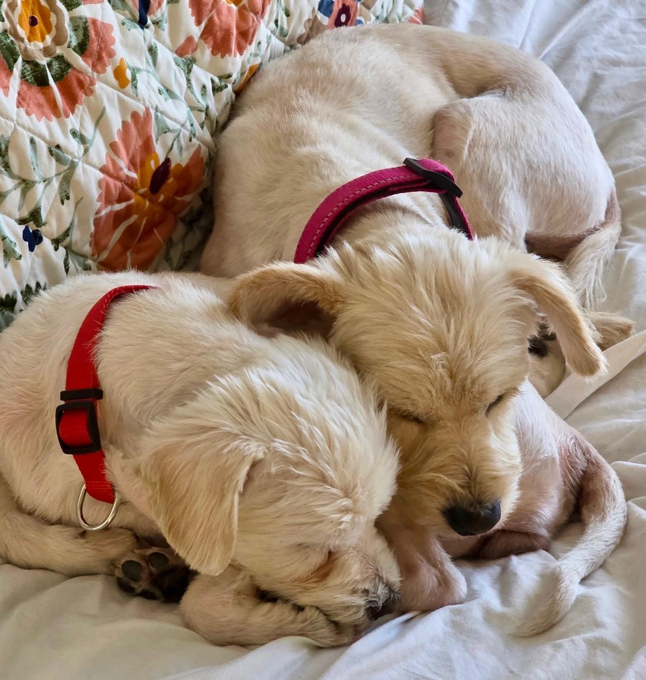 Lucy & Molly – a Love Story That Comes as a Pair, ADOPTABLE, Young Female Terrier & West Highland White Terrier / Westie.