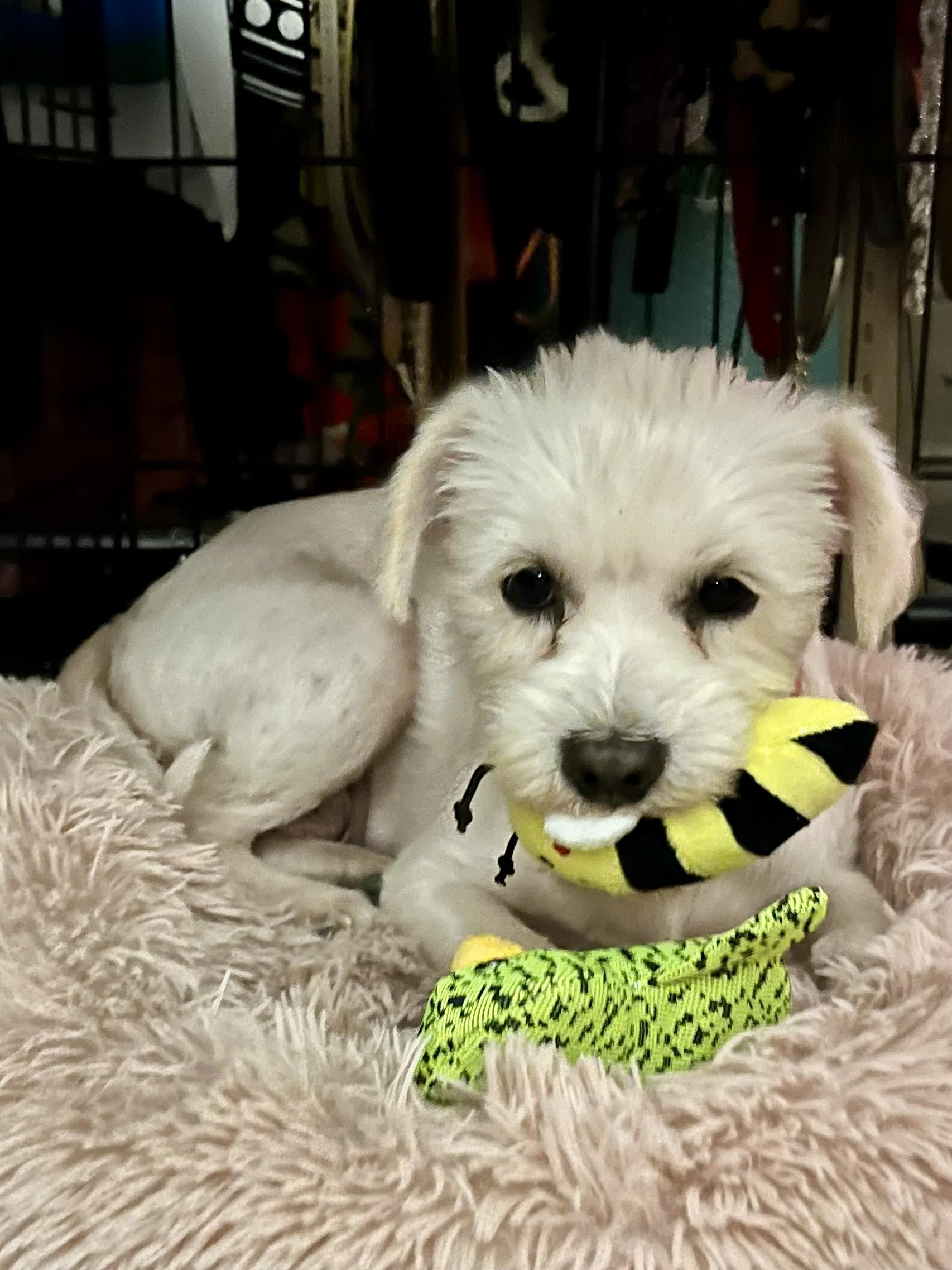 Enlarge Lucy & Molly – a Love Story That Comes as a Pair, a ADOPTABLE mixed breed in Plano, TX image 2/5