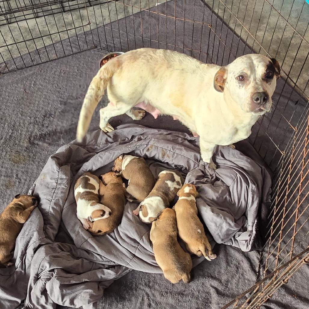 Brownie, Adoptable, Puppy Female Mixed Breed.