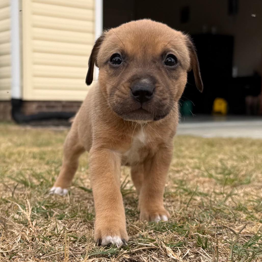 Brownie, a Adoptable Mixed Breed in Aberdeen, NC image 3/6
