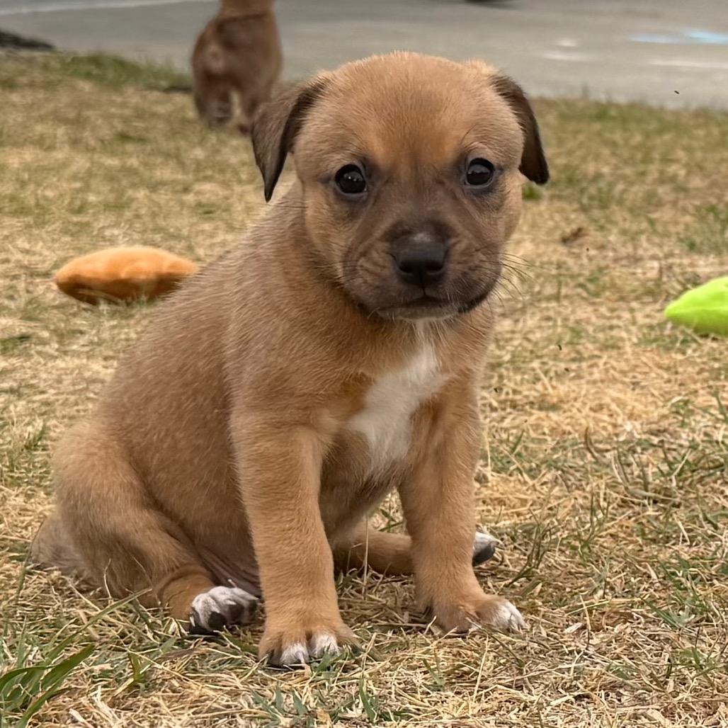 Brownie, a Adoptable Mixed Breed in Aberdeen, NC image 4/6