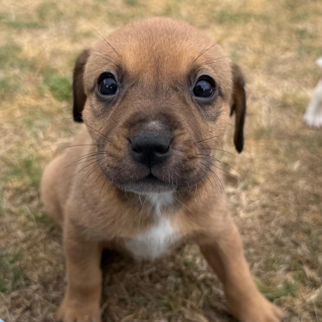 Brownie, a Adoptable Mixed Breed in Aberdeen, NC image 5/6