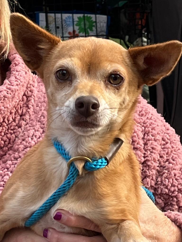 Bella, Adoptable, Adult Female Chihuahua.
