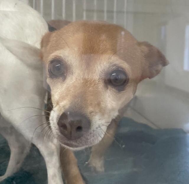 Enlarge Bella, a Adoptable Chihuahua in Thompson Falls, MT image 2/2