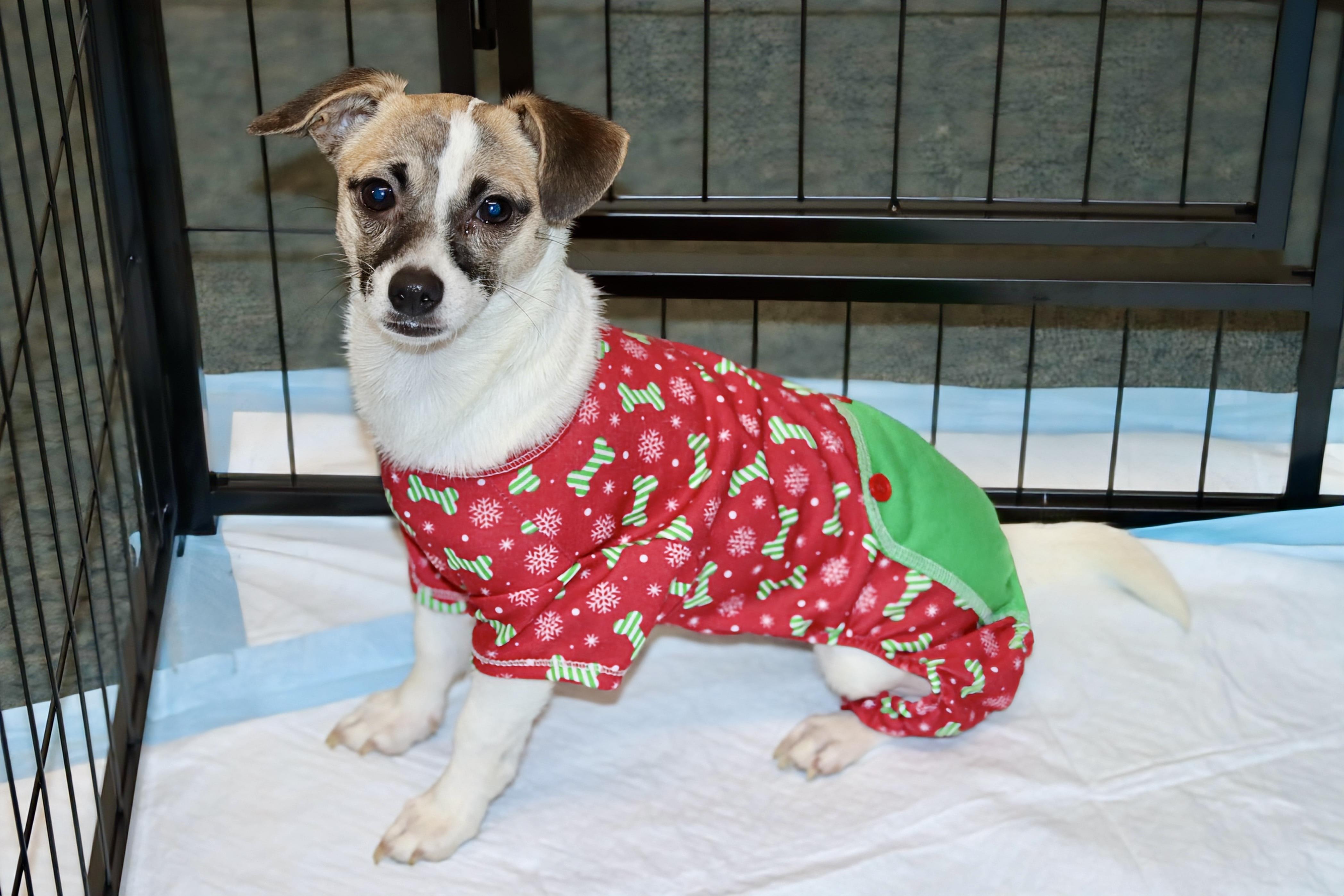 Enlarge Peggy Sue, an adopted mixed breed in Roseburg, OR image 1/4