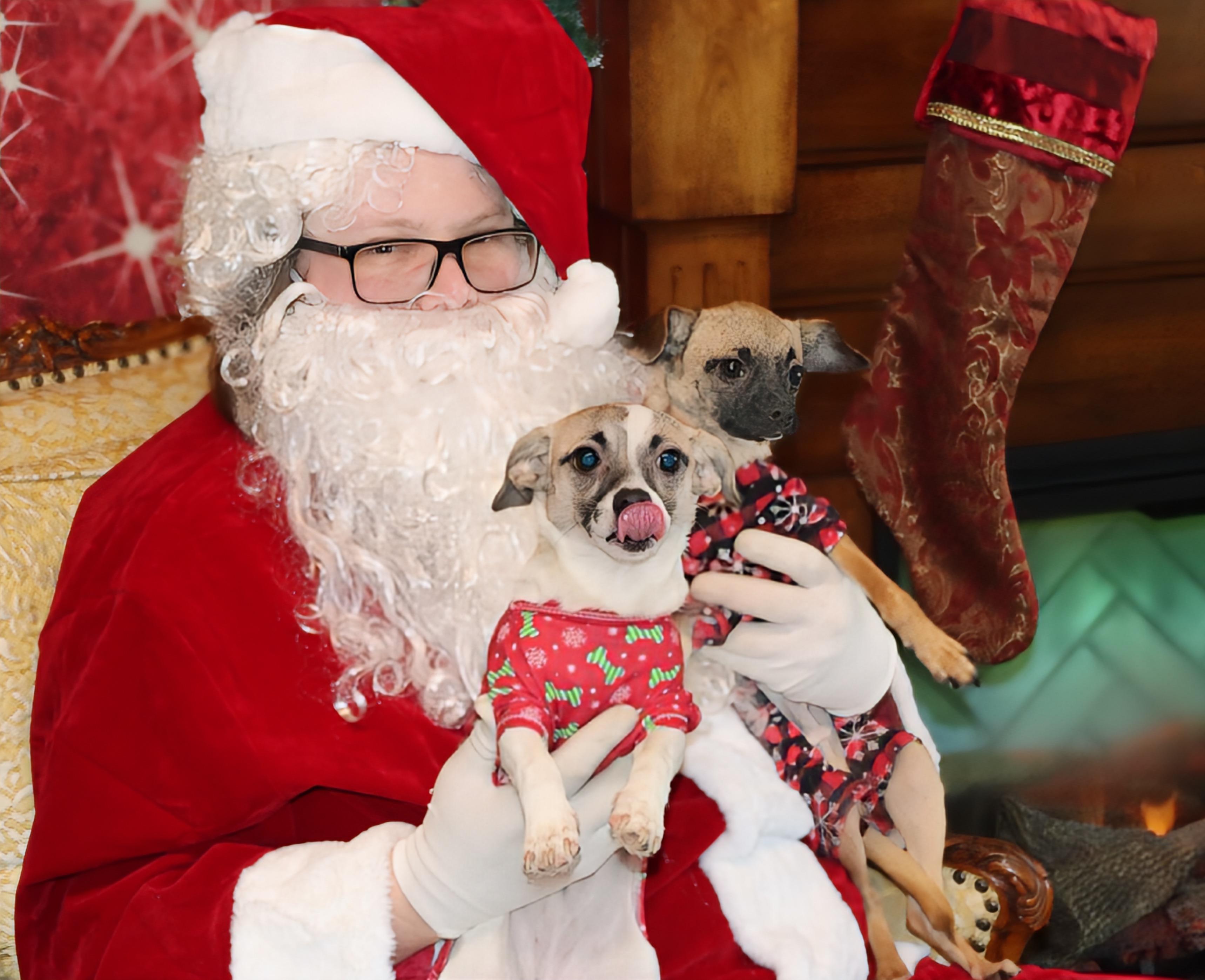 Enlarge Peggy Sue, an adopted mixed breed in Roseburg, OR image 2/4