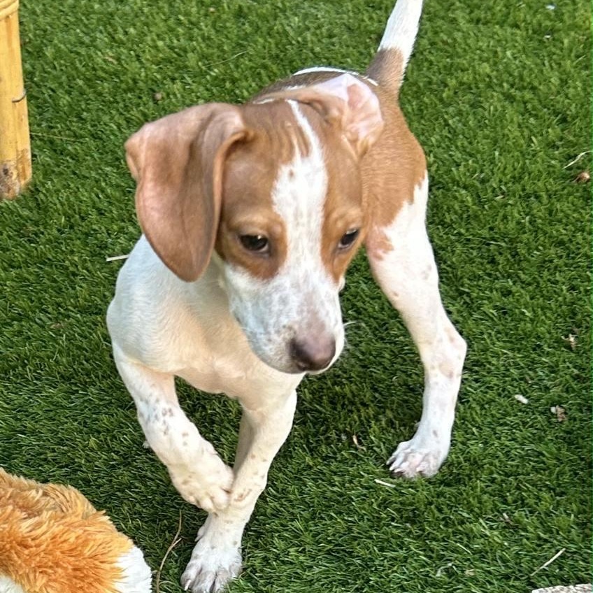 Flint, a Adoptable mixed breed in Lake Worth, FL image 1/6