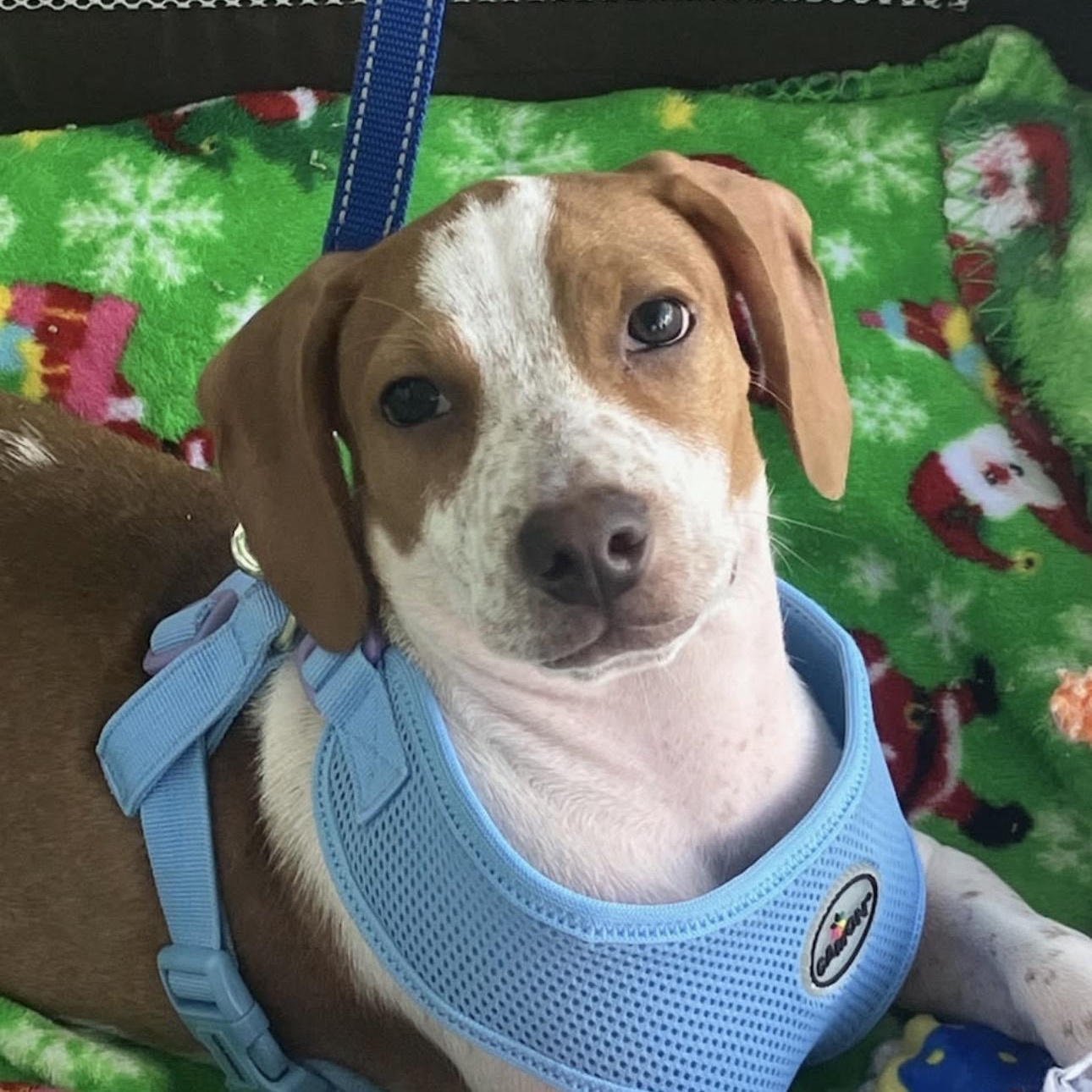 Flint, a Adoptable mixed breed in Lake Worth, FL image 2/6