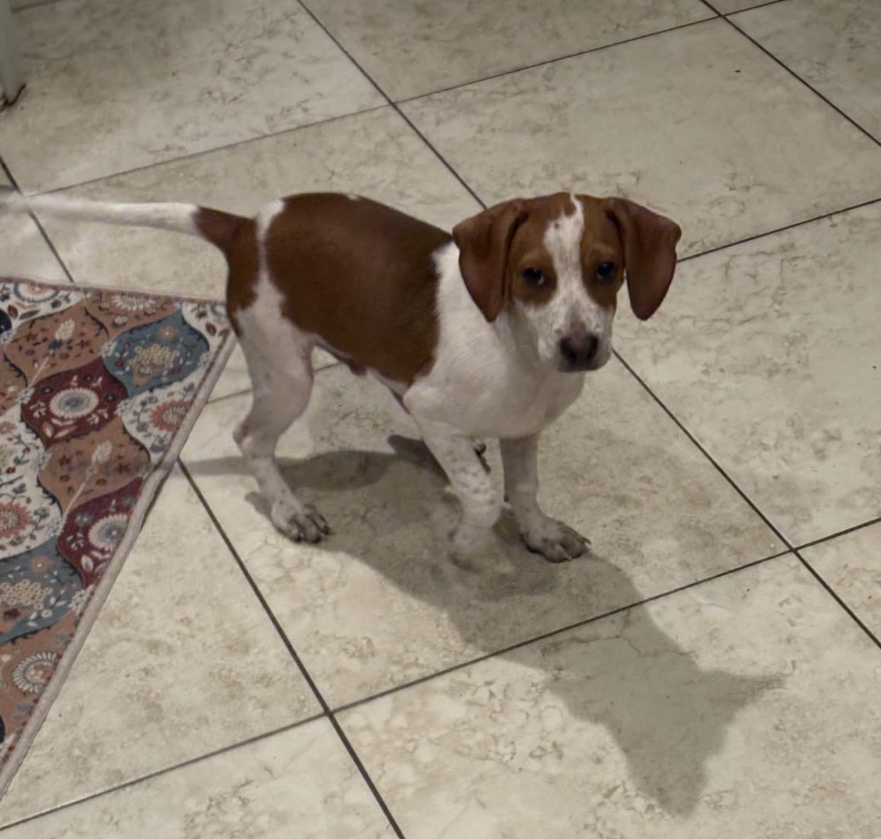 Flint, a Adoptable mixed breed in Lake Worth, FL image 5/6