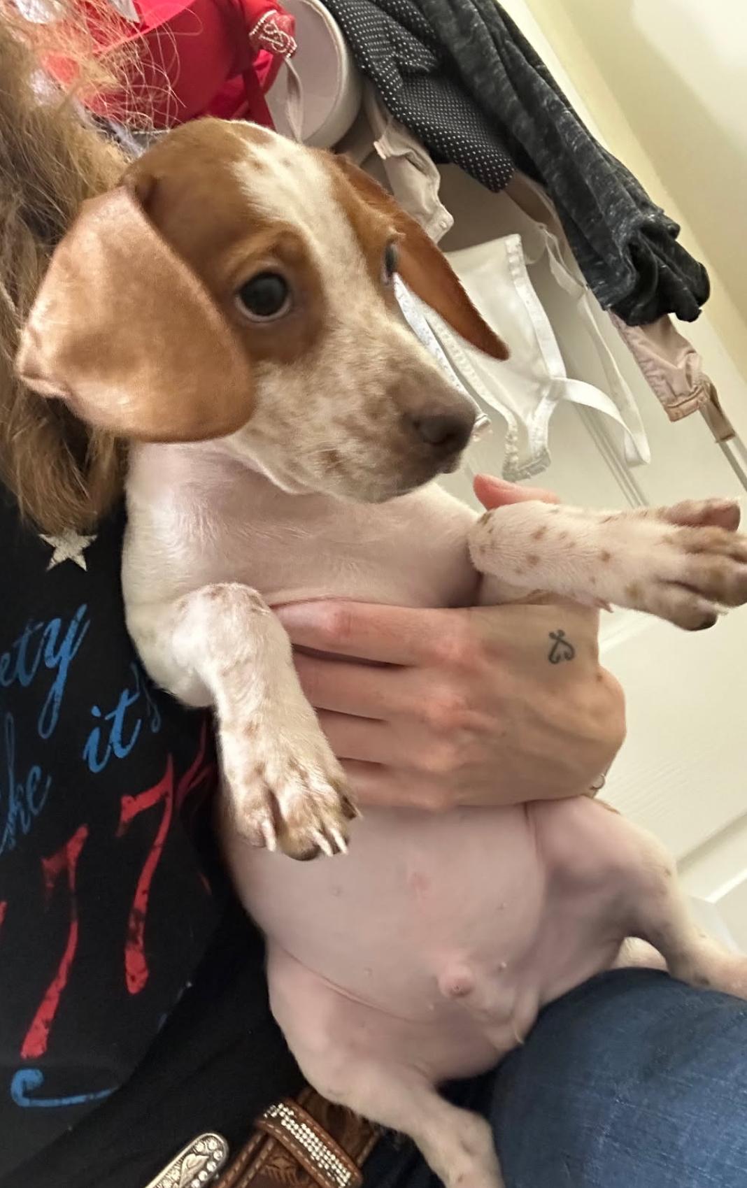 Flint, a Adoptable mixed breed in Lake Worth, FL image 5/6