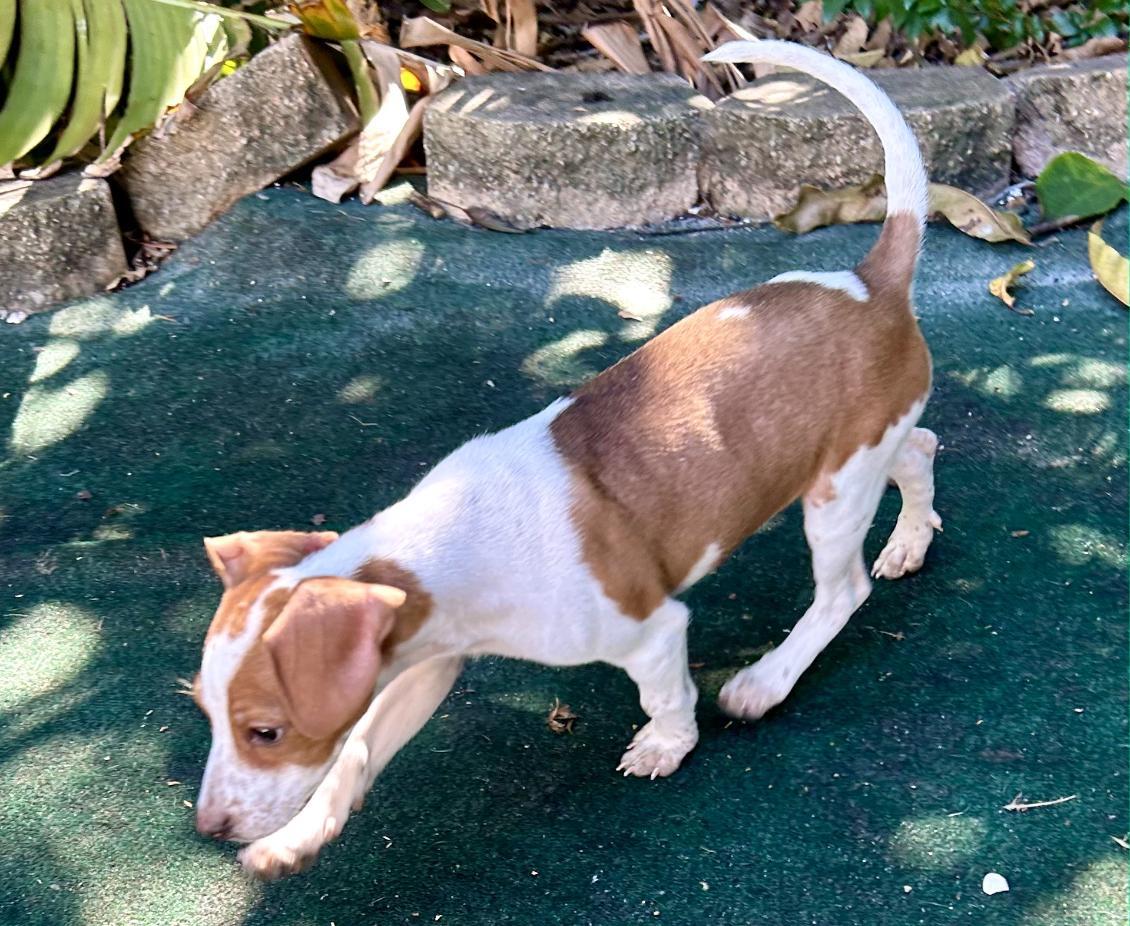 Flint, a Adoptable mixed breed in Lake Worth, FL image 2/6