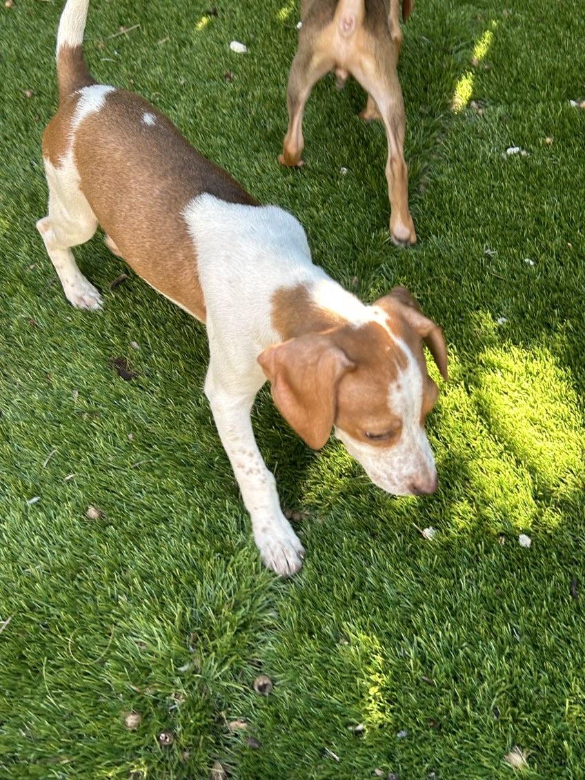 Flint, a Adoptable mixed breed in Lake Worth, FL image 3/6