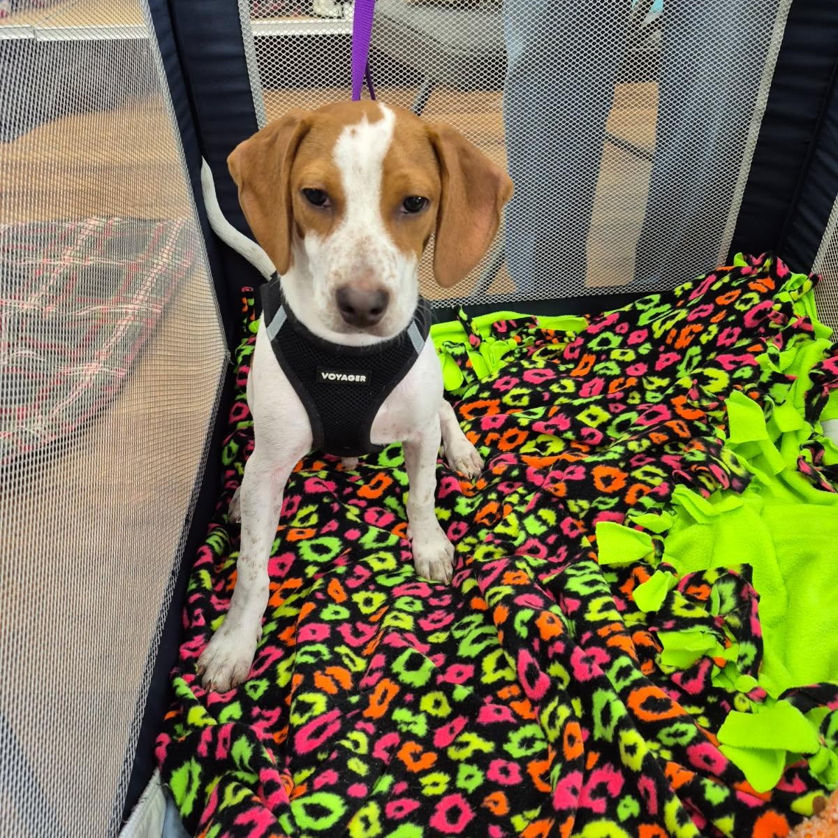 Flint, Adoptable, Puppy Male Beagle.