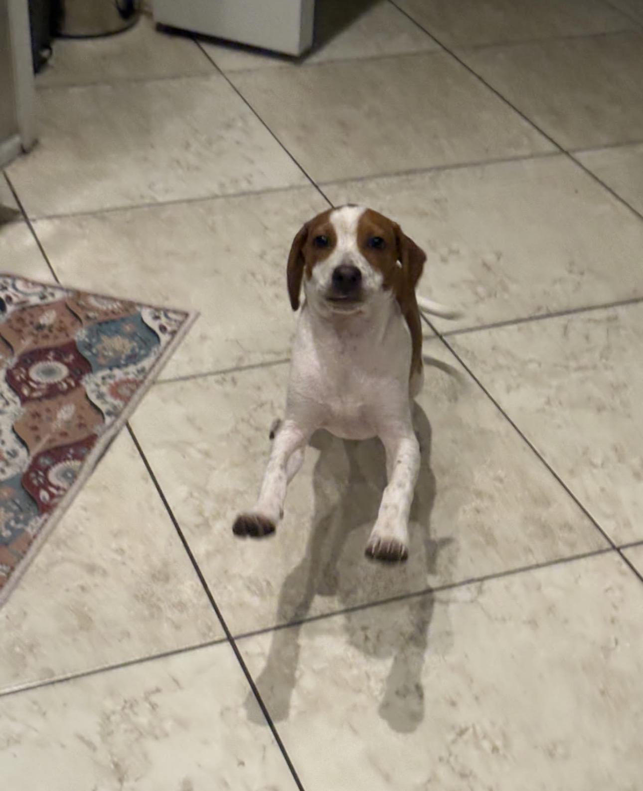 Flint, a Adoptable mixed breed in Lake Worth, FL image 6/6