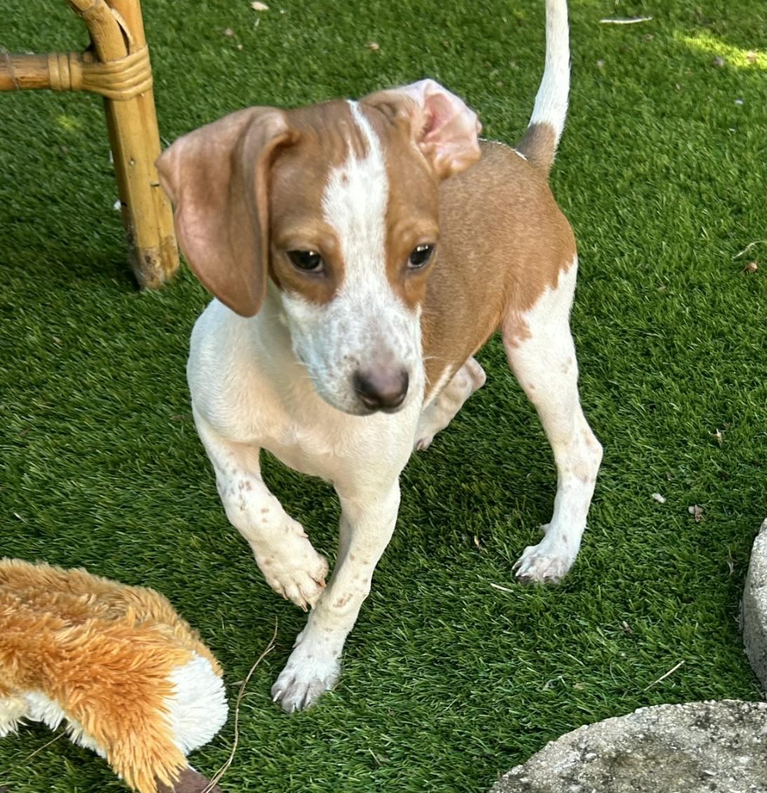 Flint, a Adoptable mixed breed in Lake Worth, FL image 4/6