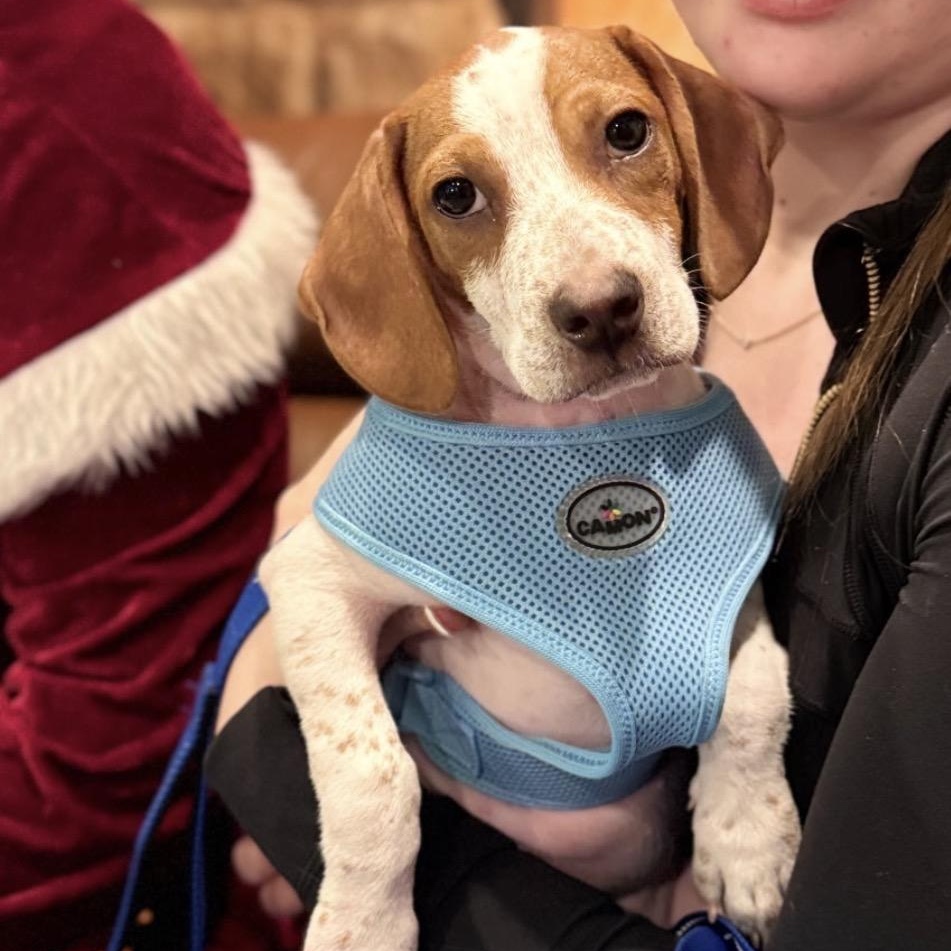 Flint, Adoptable, Puppy Male Beagle.