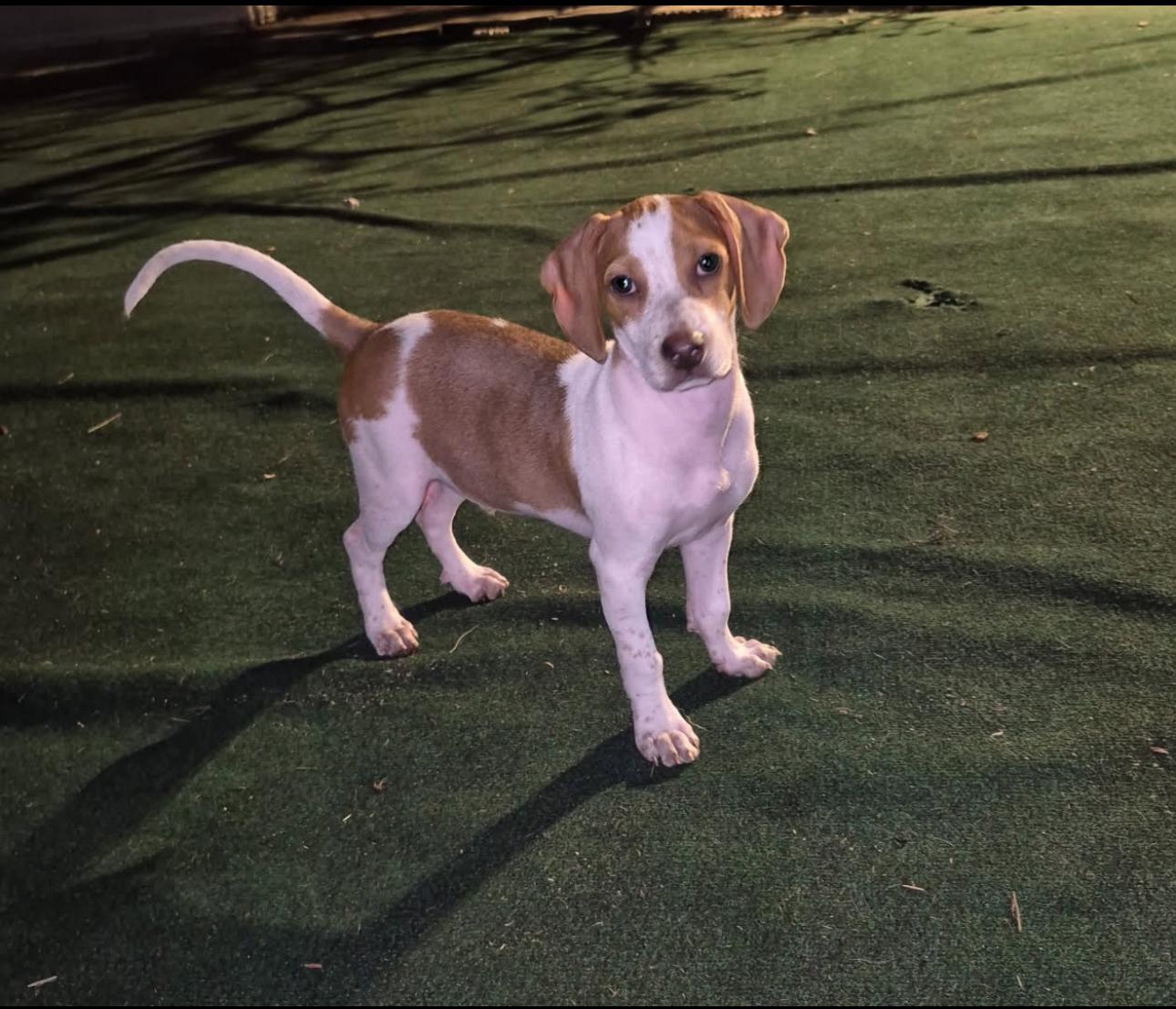 Flint, a Adoptable mixed breed in Lake Worth, FL image 3/6