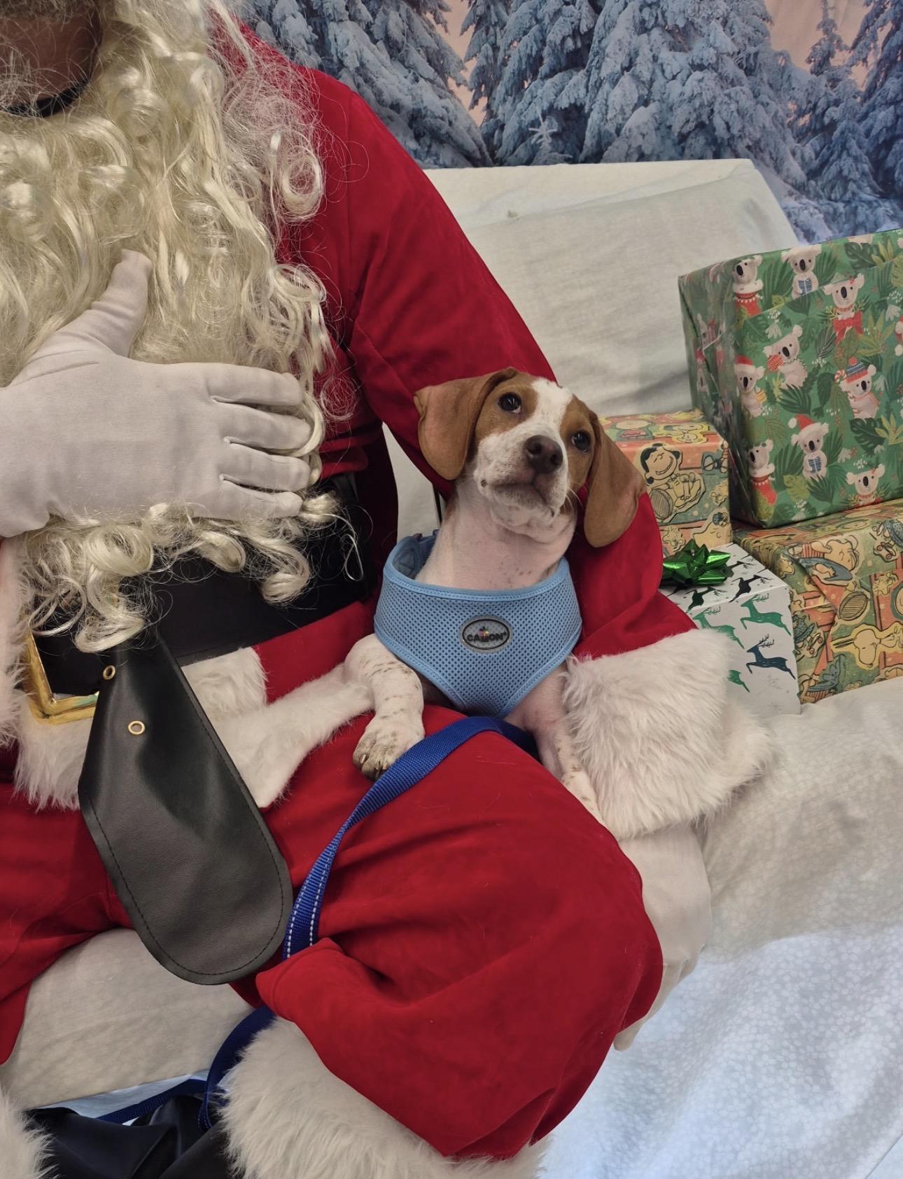 Flint, a Adoptable mixed breed in Lake Worth, FL image 4/6