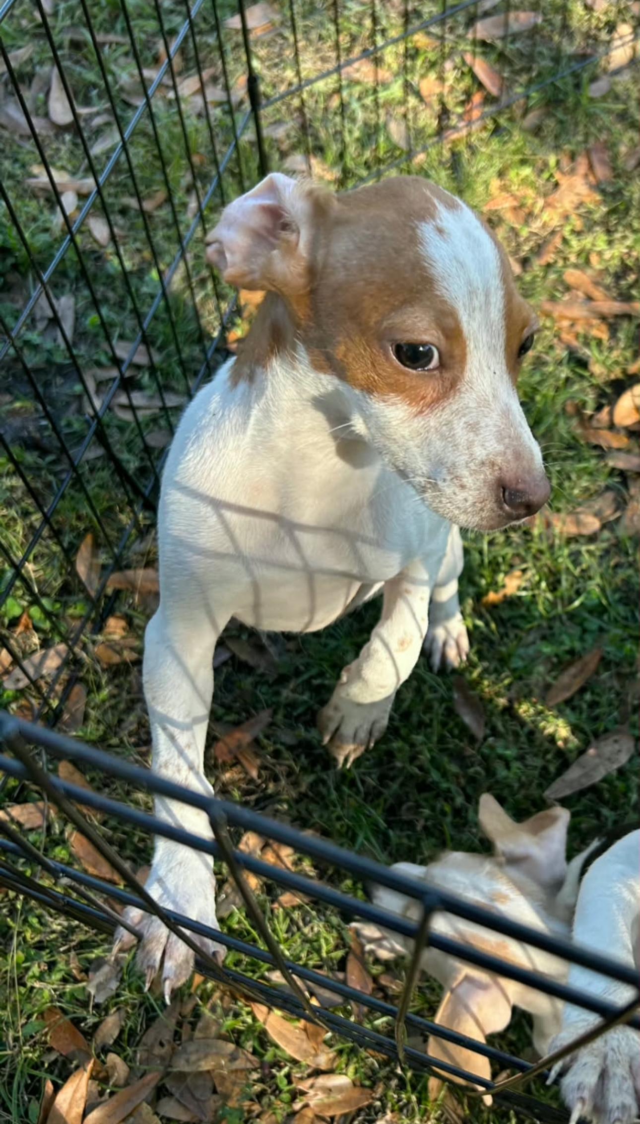 Flint, a Adoptable mixed breed in Lake Worth, FL image 6/6