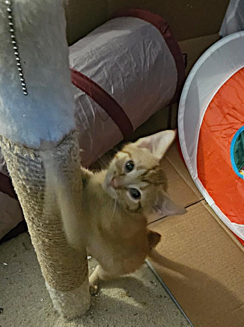 Ginger Spice thumbnail 3