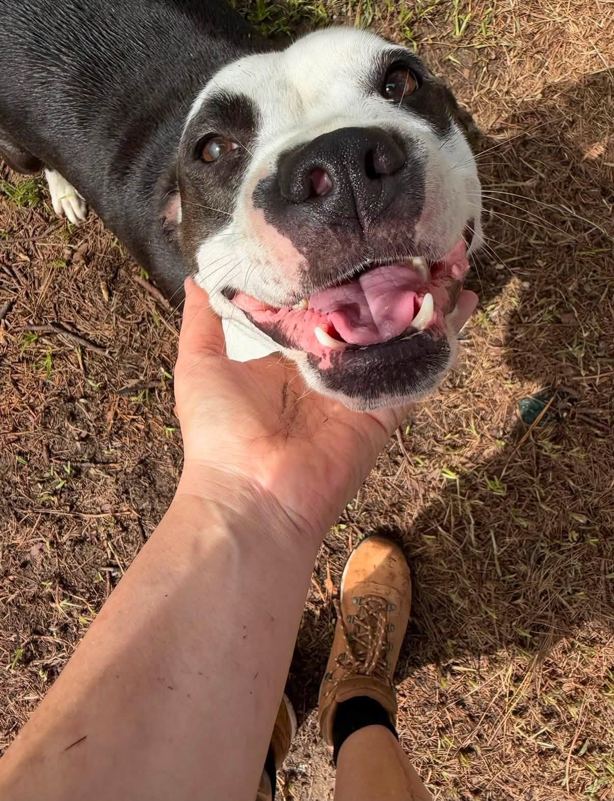 Enlarge SUMNER, a ADOPTABLE mixed breed in Pembroke, MA image 5/6