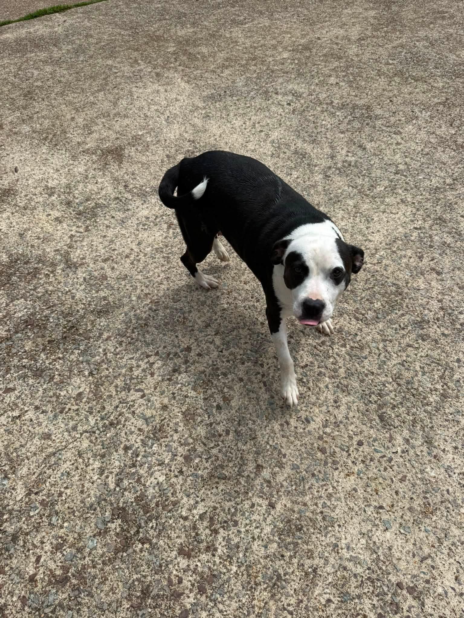 Enlarge SUMNER, a ADOPTABLE mixed breed in Pembroke, MA image 4/6