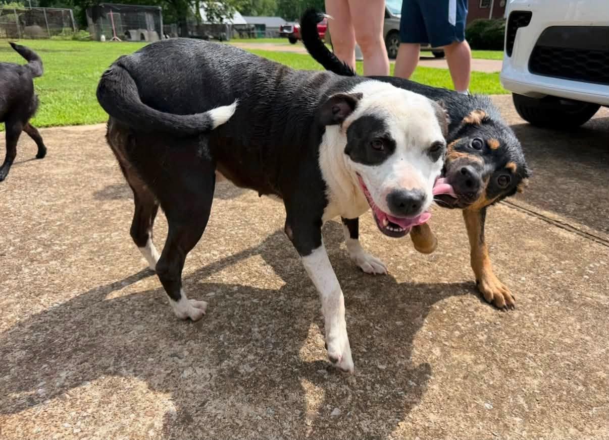 Enlarge SUMNER, a ADOPTABLE mixed breed in Pembroke, MA image 3/6