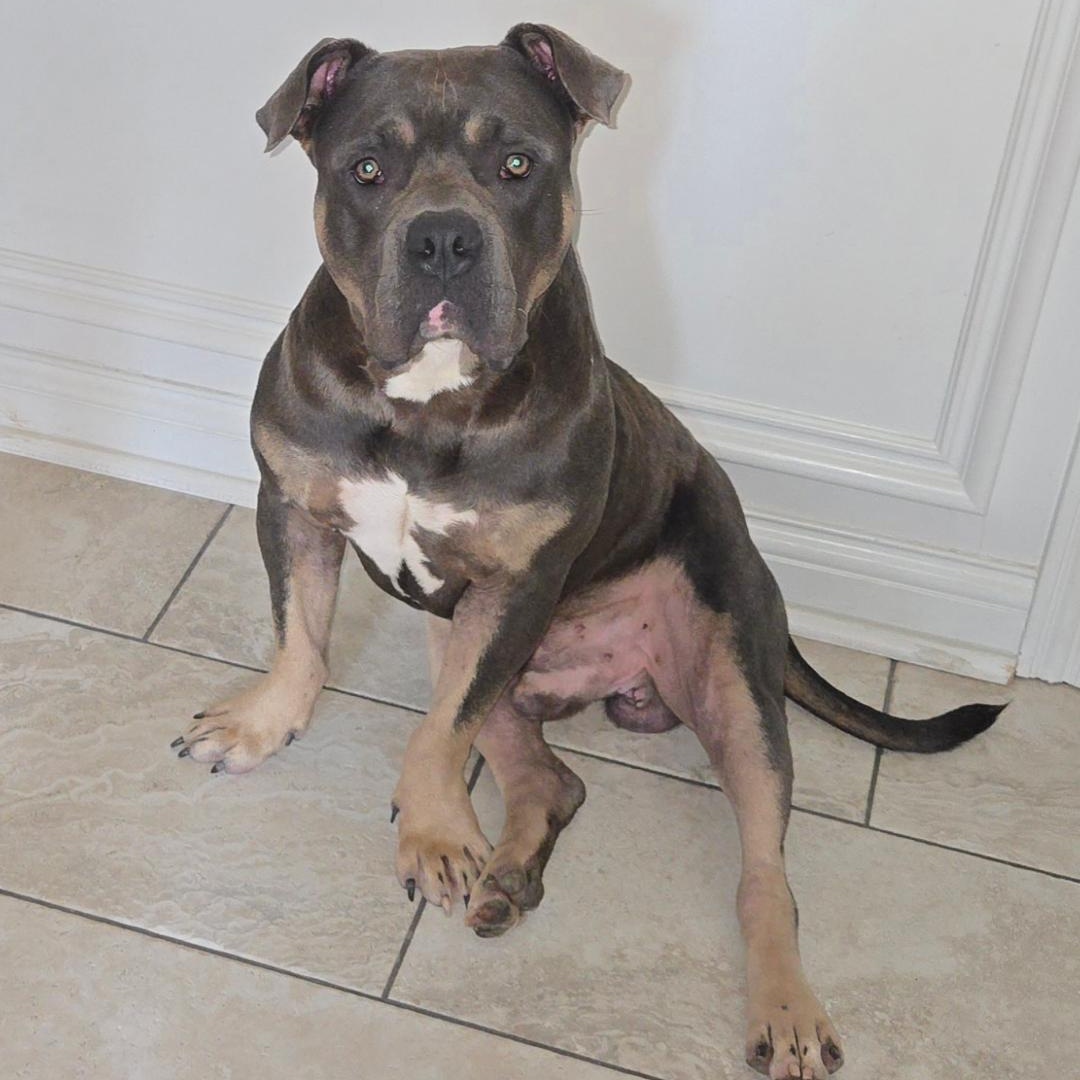 DOZER
